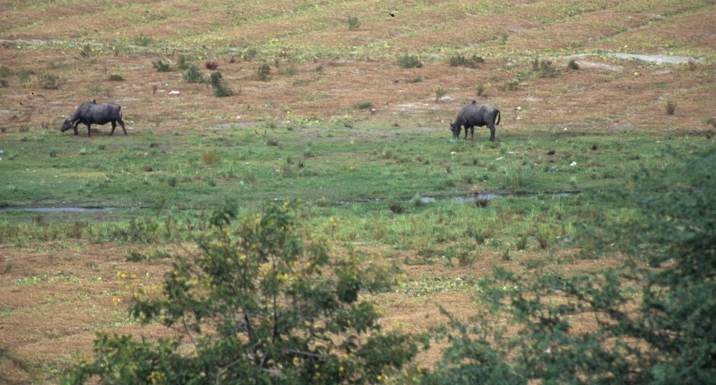 BOVID - WATER BUFFALO - NEPAL COUNTRYSIDE.jpg