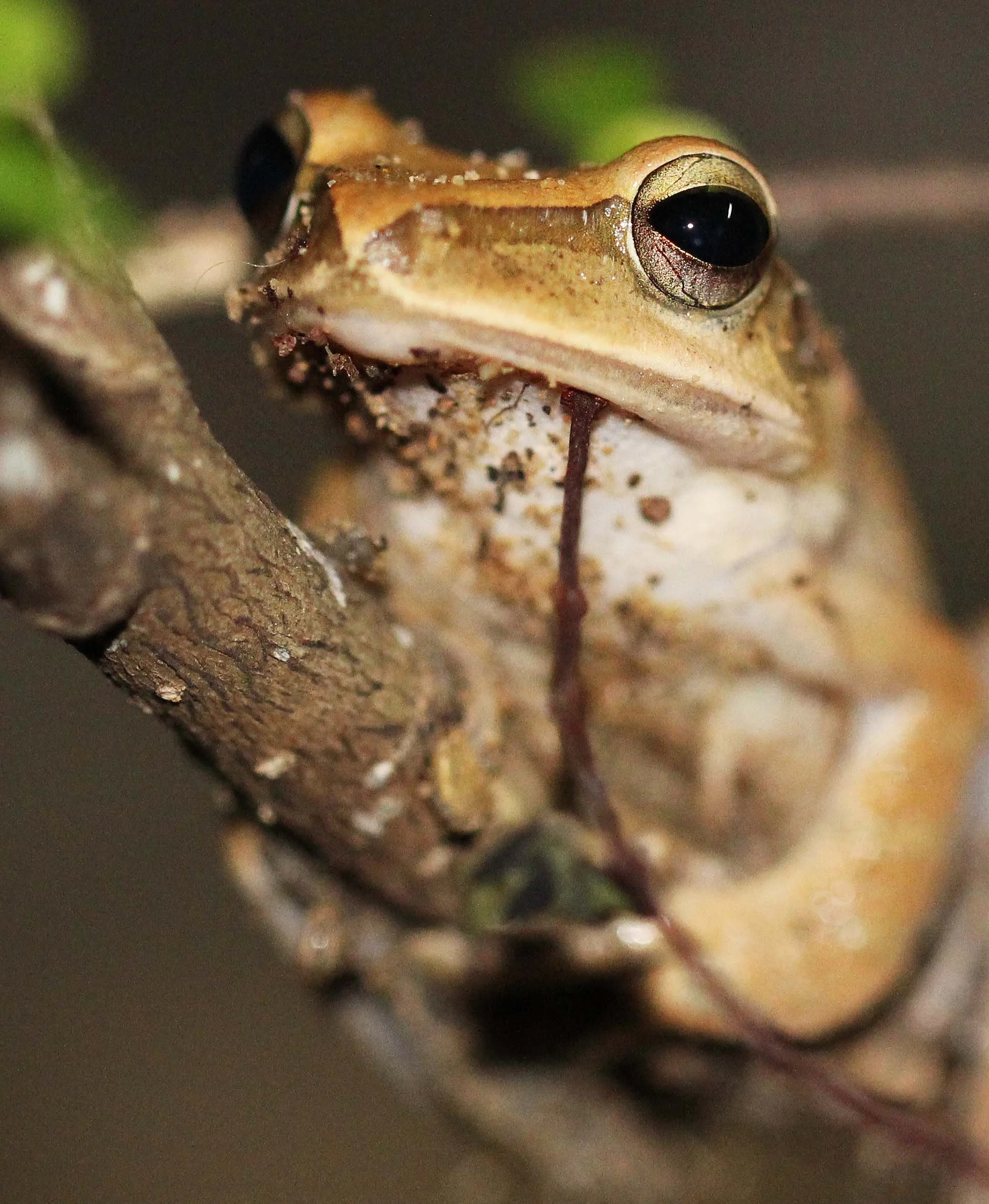 2013 - BANGKOK - NOVEMBER 2013 - MARCH 2014 (215).JPG