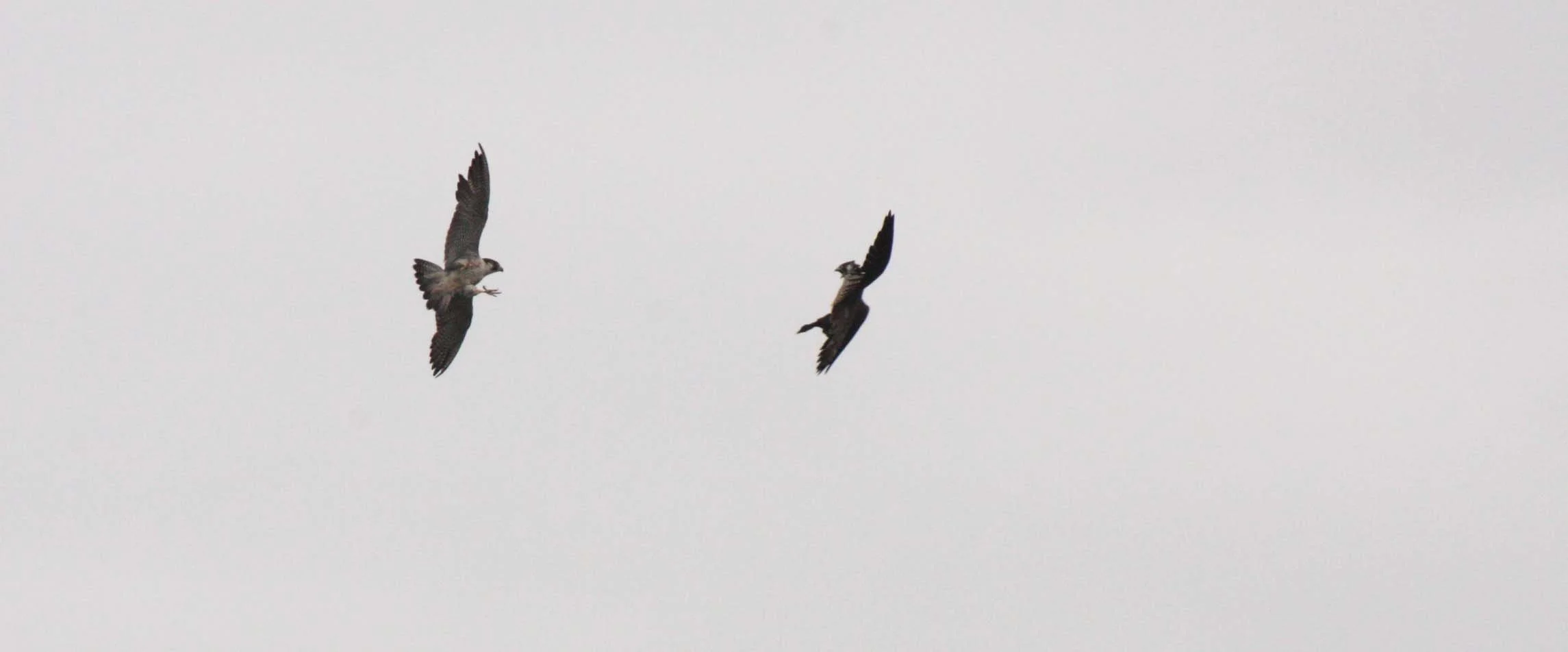 Falco peregrinus peregrinator - INDIAN PEREGRINE FALCON - BUENG BORAPHET THAILAND (2).JPG