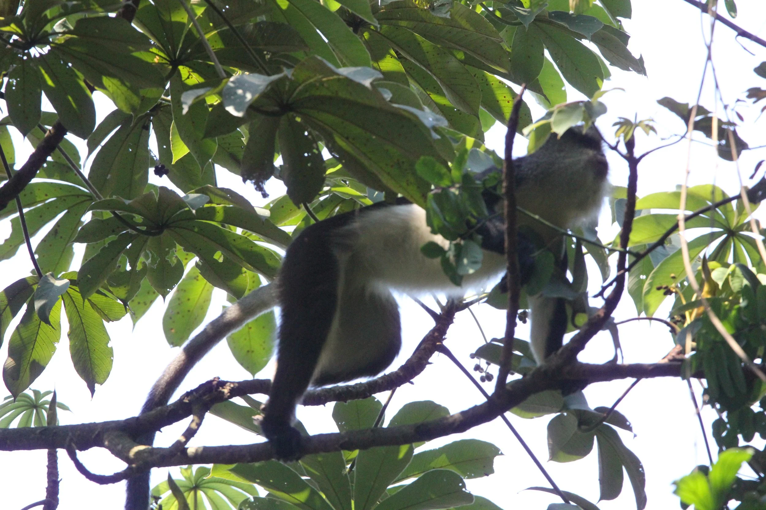 CERCOPITHECIDAE - Cercopithecus denti - DENT'S MONKEY - NYUNGWE NATIONAL PARK RWANDA (295).JPG