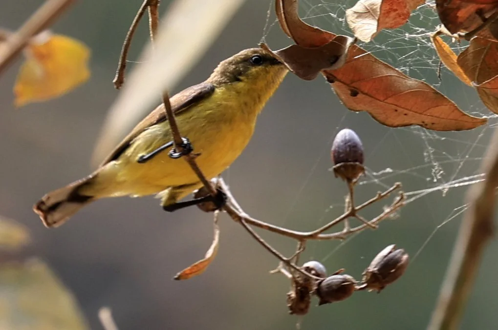 Ornate Sunbird (Cinnyris ornatus) Kaeng Krachan National Park ESS Expedition 2026 (3).jpg