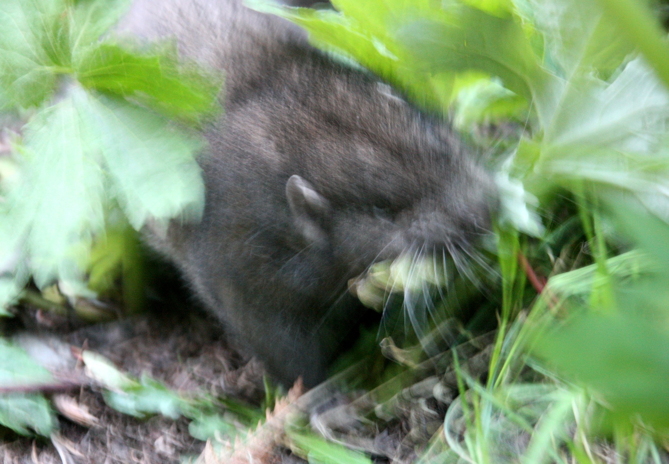 RODENT - MOUNTAIN BEAVER - LAKE FARM WASHINGTON (7).JPG
