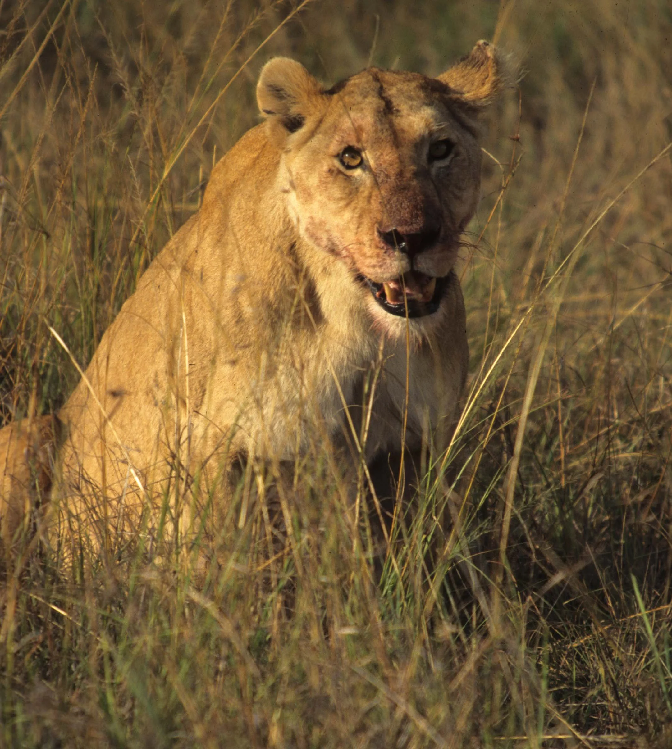 FELID - LION - SERENGETI (16).jpg