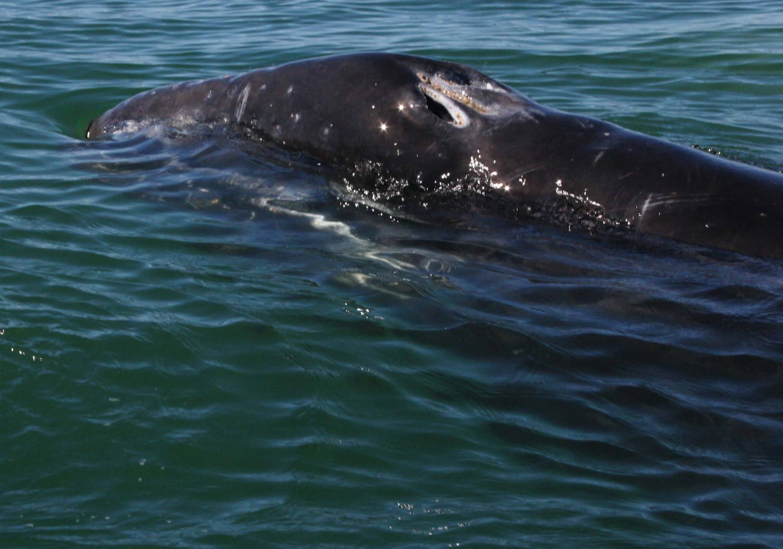 Eschrichtius robustus - GRAY WHALE - SAN IGNACIO LAGOON BAJA MEXICO (69).JPG