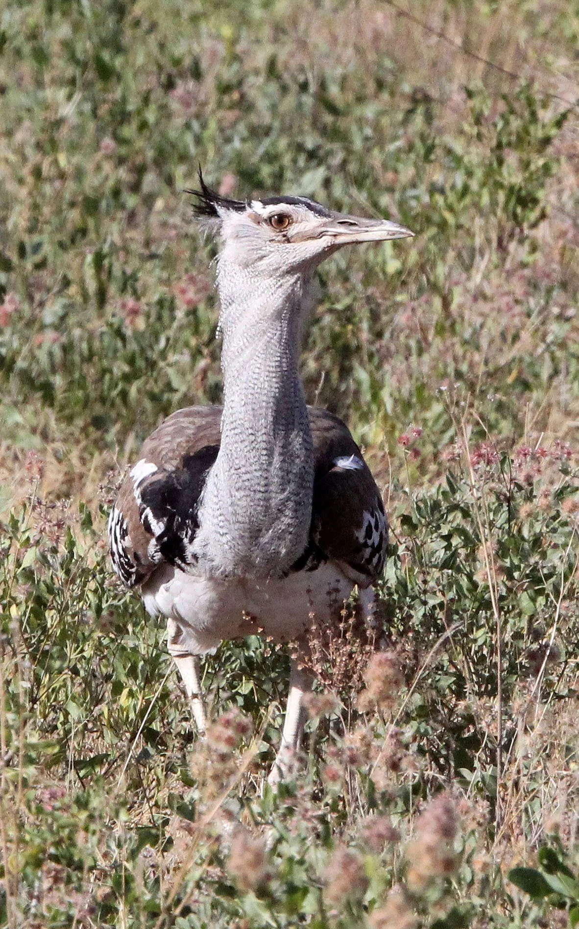 Kori bustard (Ardeotis kori) Samburu NP, Kenya (4).JPG