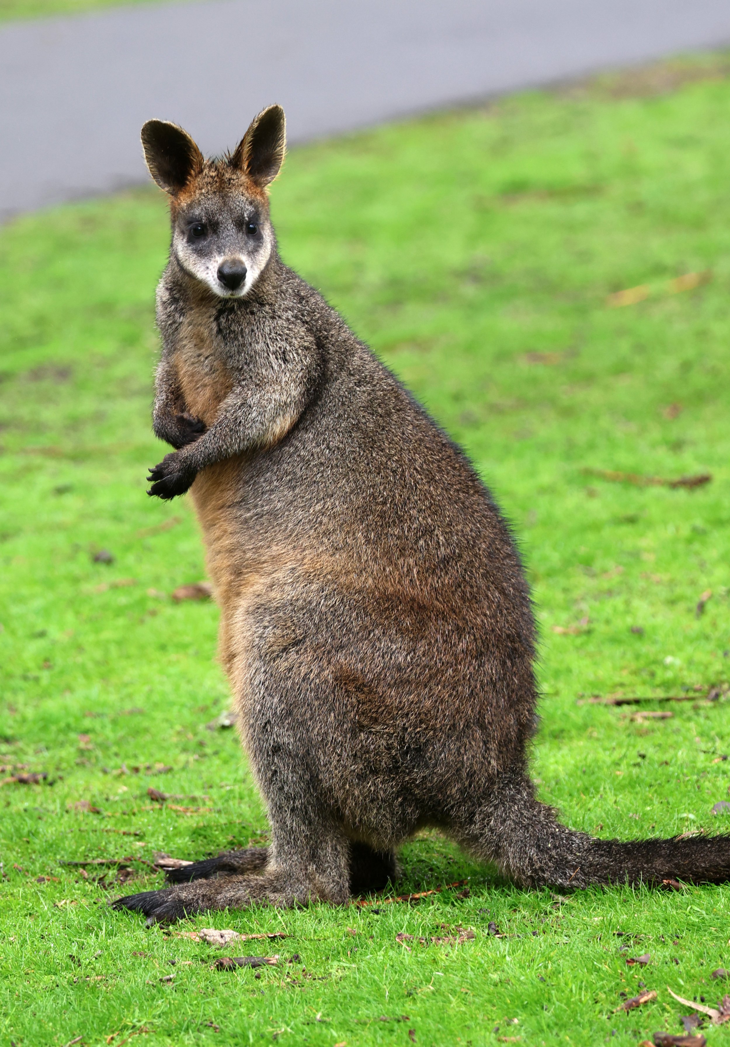 Swamp Wallaby (Wallabia bicolor) Cleland National Park - South Australia 