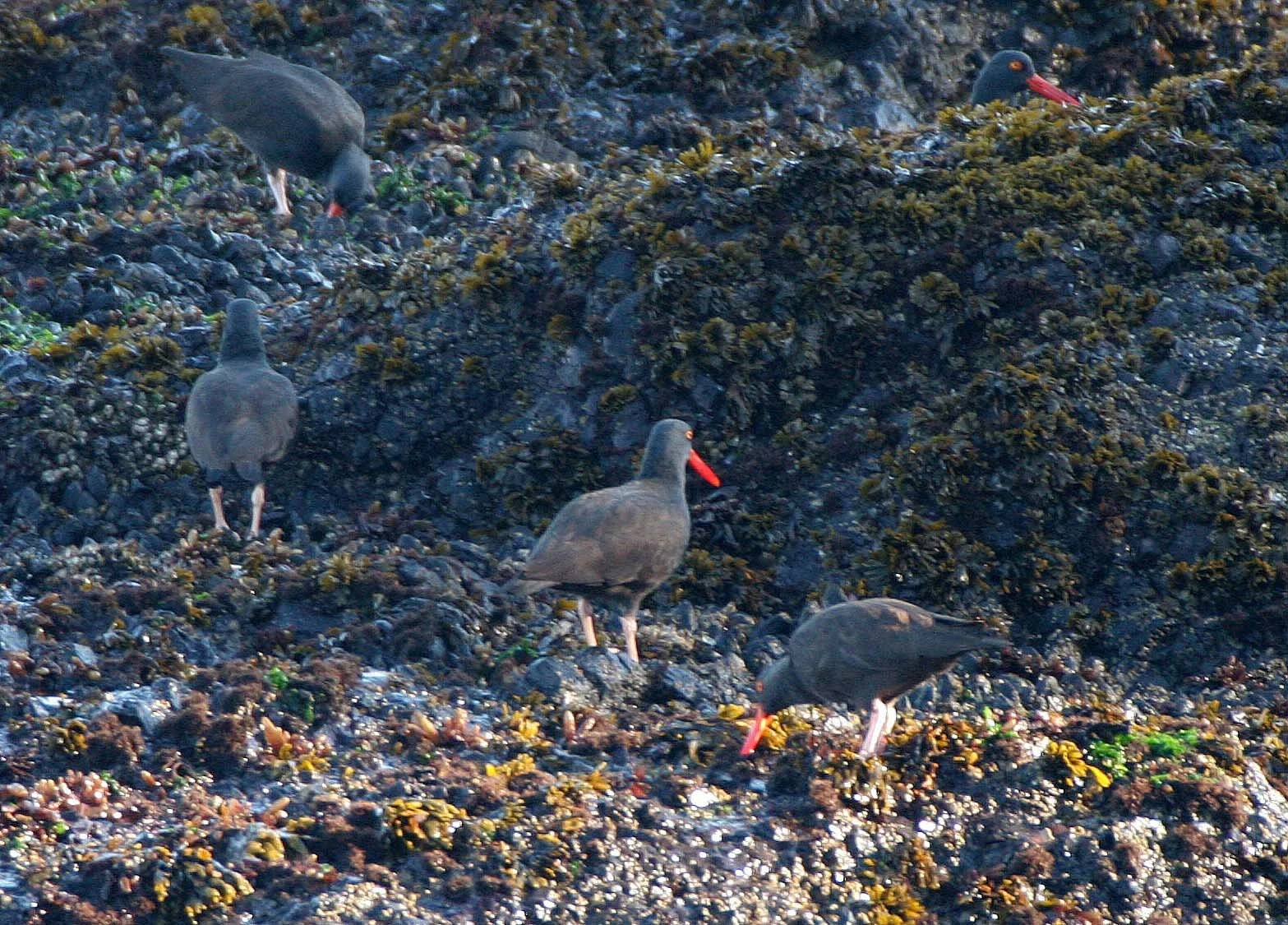BIRD - OYSTER CATCHER - BLACK OYSTER CATCHERS - SALT CREEK (21).jpg