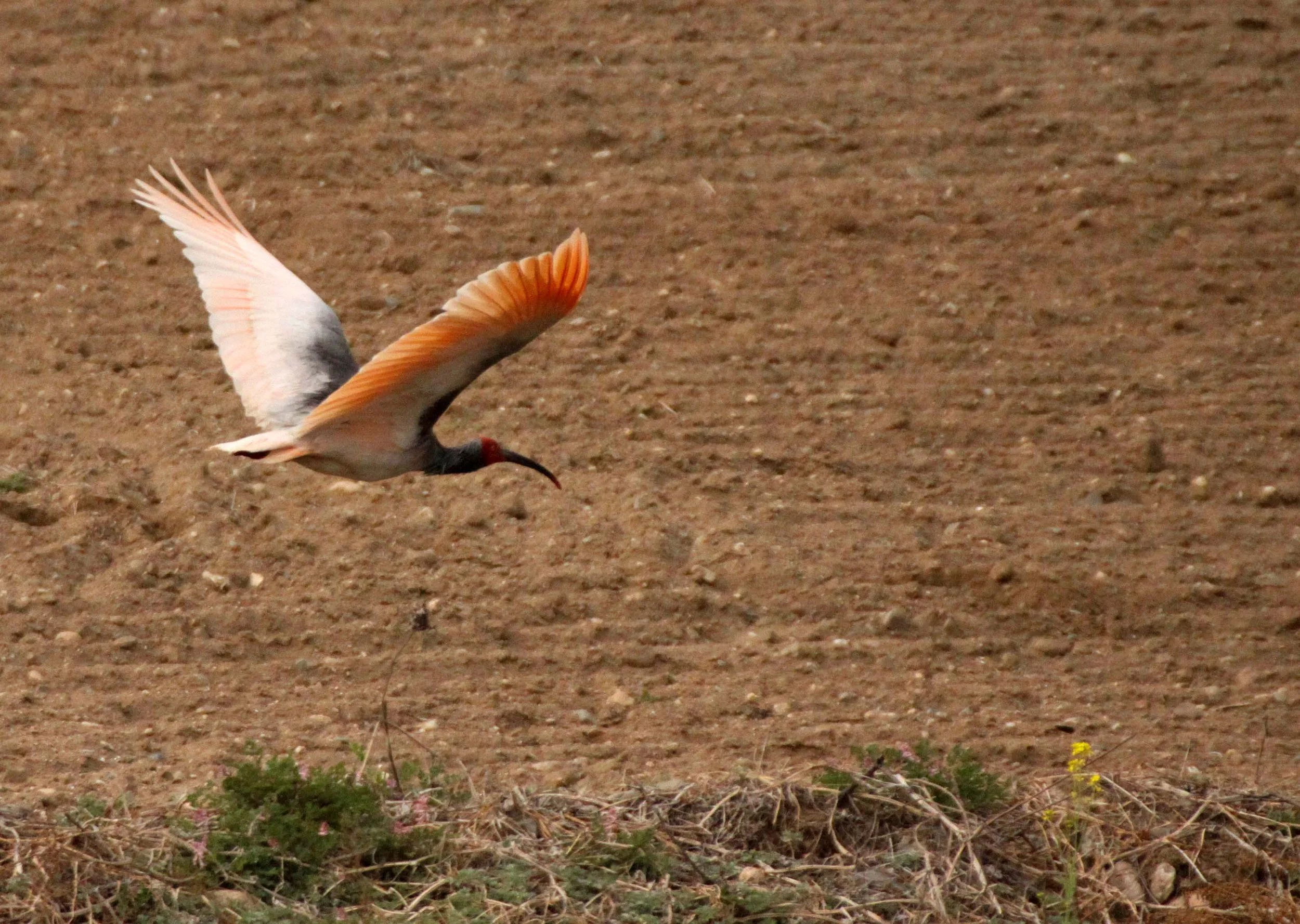 IBIS - CRESTED IBIS - Nipponia nippon - YANG COUNTY SHAANXI PROVINCE CHINA (19).JPG