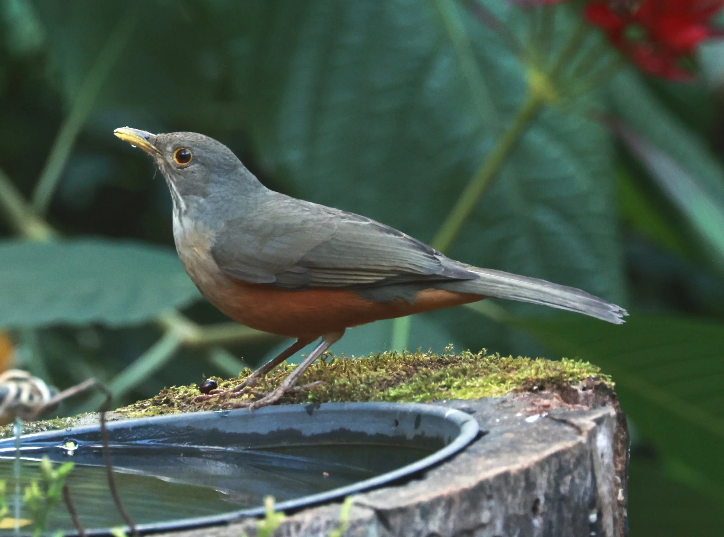 Rufous-bellied Thrush (Turdus rufiventris) Alfonso Claudio, Espirito Santo Brazil (4).JPG