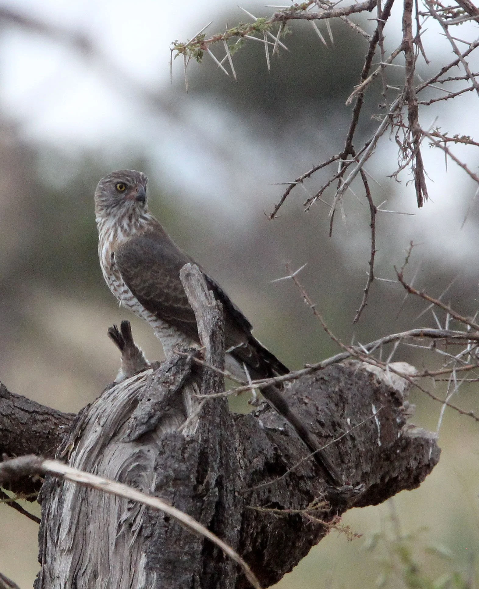 BIRD - GOSHAWK - AFRICAN GOSHAWK - SAMBURU NATIONAL PARK KENYA (4).JPG