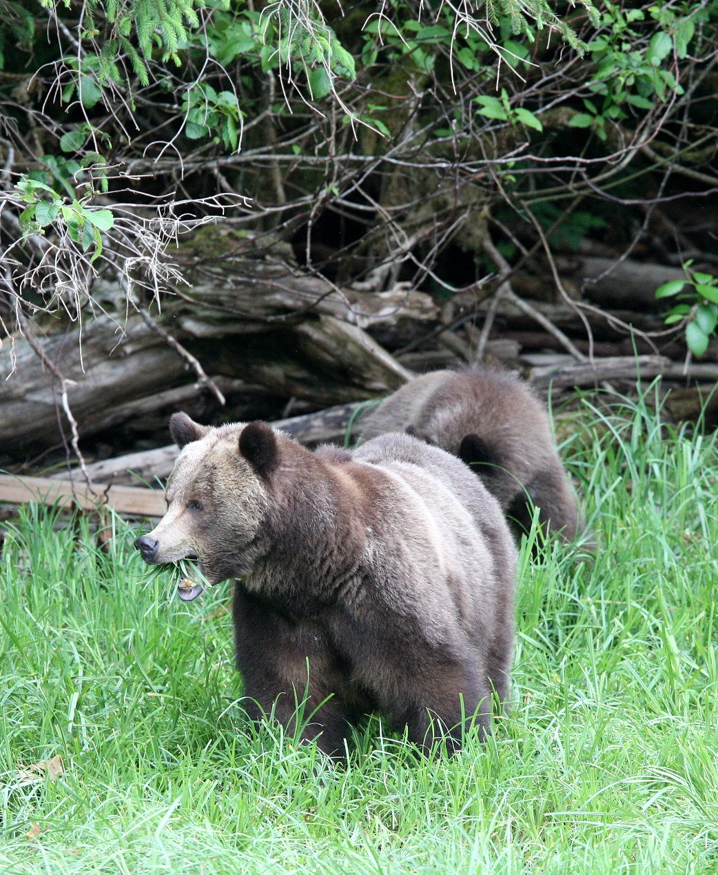 Ursus arctos stikeenensis - STICKEEN'S GRIZZLY BEAR - BELLA AND HER CUBS AND BLONDIE - KNIGHT'S INLET BRITISH COLUMBIA (30).JPG