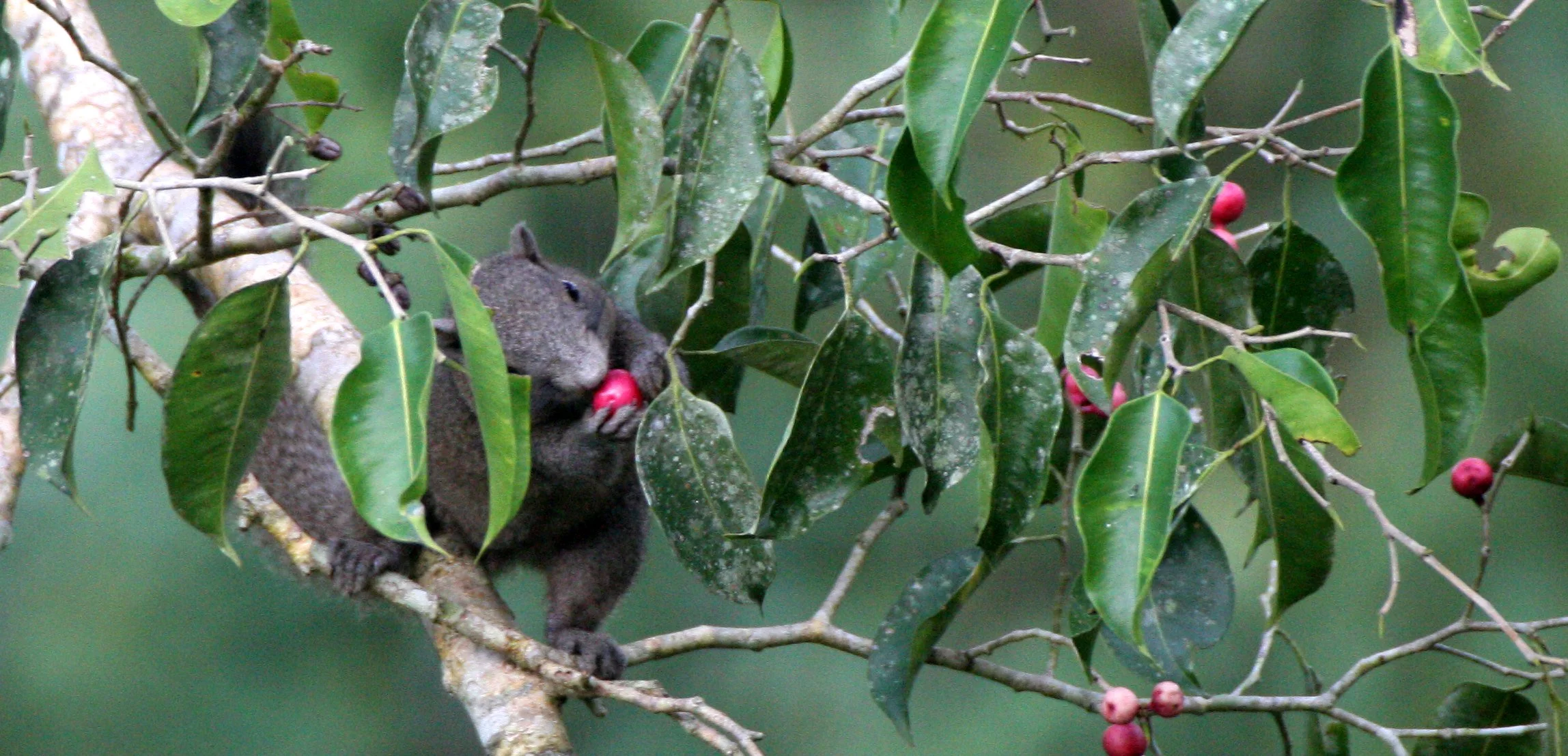 Callosciurus caniceps - GREY-BELLIED SQUIRREL - CALLOSCIURUS CANICEPS - KAENG KRACHAN NP THAILAND (11).JPG