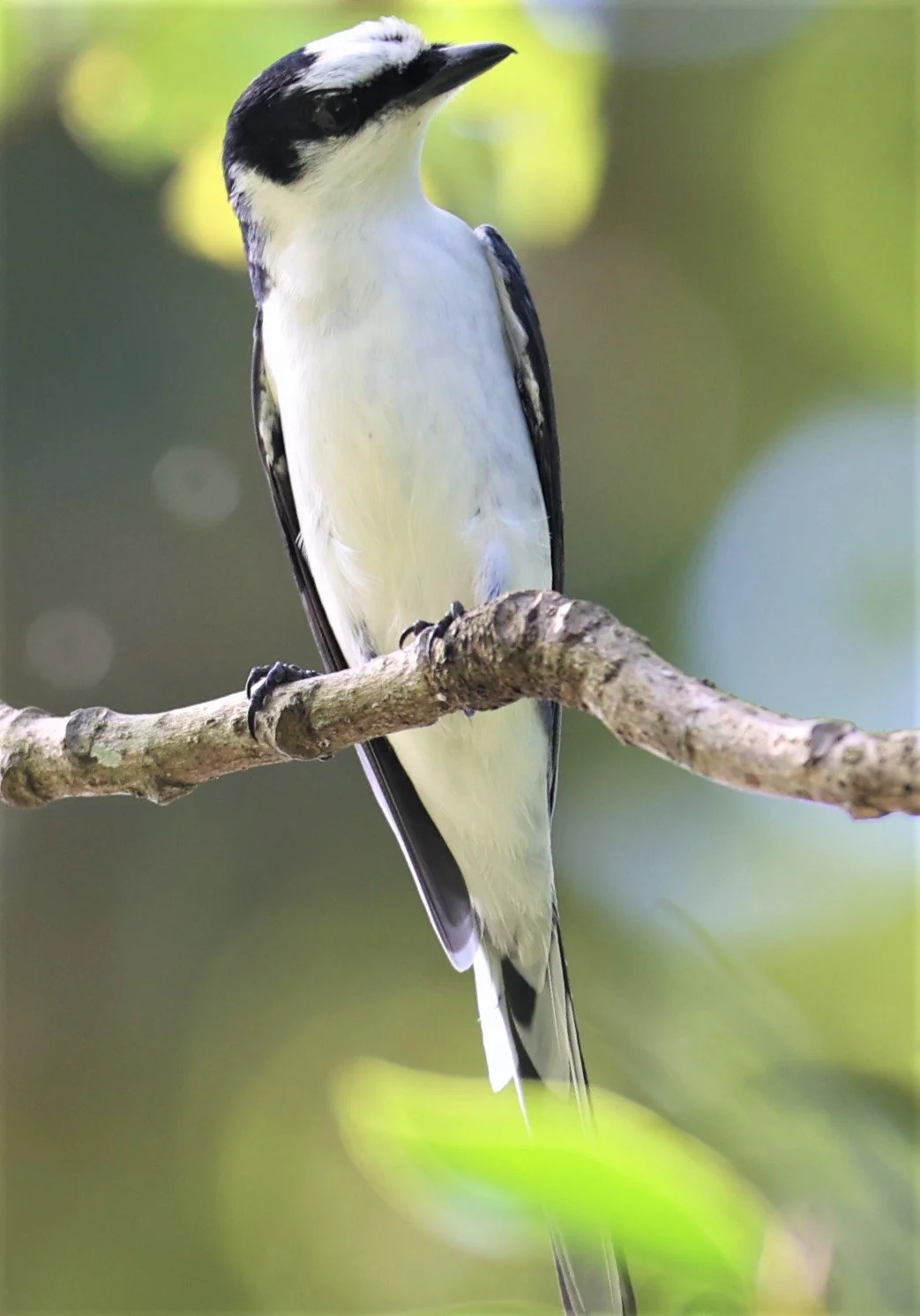 Ashy Minivet (Pericrocotus divaricatus) Kaeng Krachan NP Thailand (2).jpg
