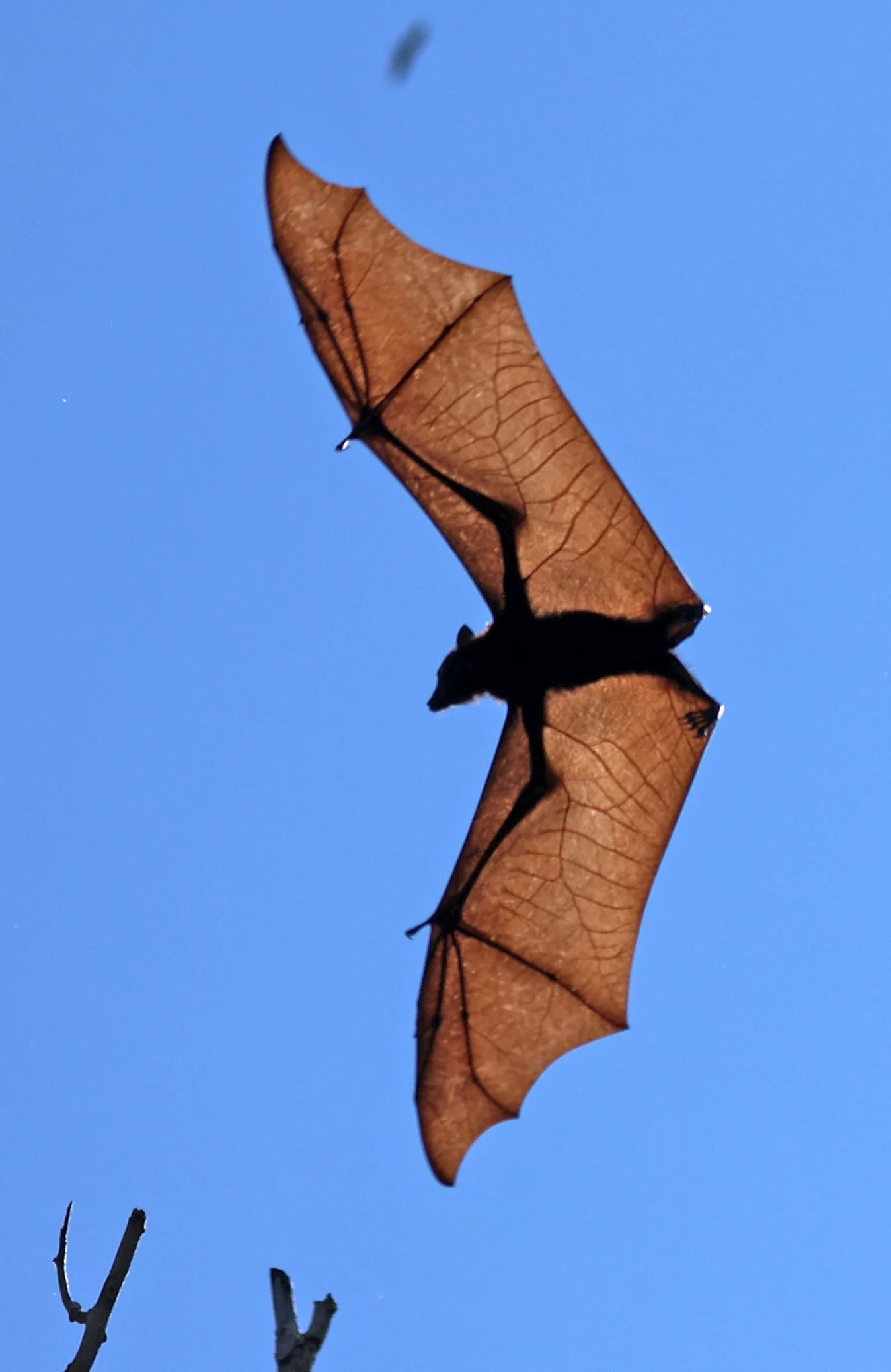 Black Flying-fox (Pteropus alecto) Jabiru, Kakadu NP - Northern Territory 