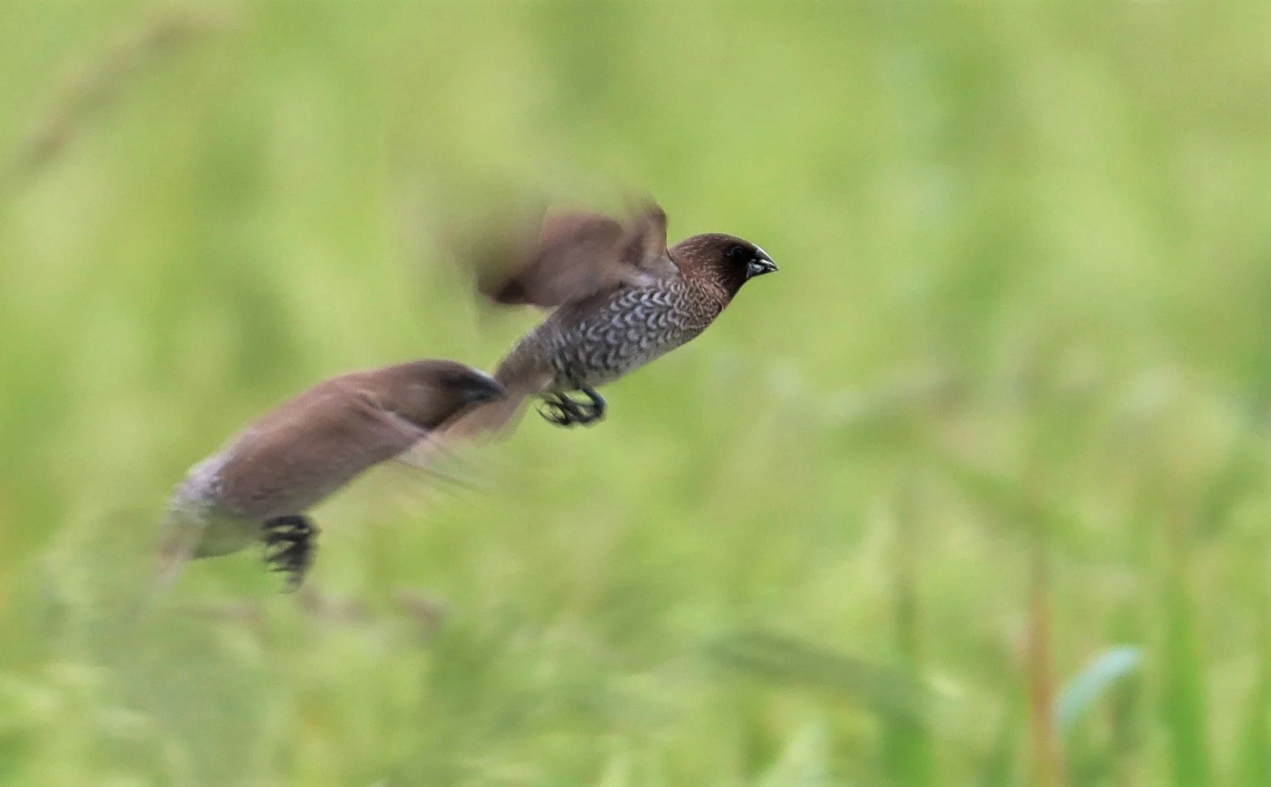 MUNIA - SCALY BREASTED MUNIA - Lonchura punctulata - LAT KRABANG WETLANDS THAP YAO RICEFIELDS (9).jpg