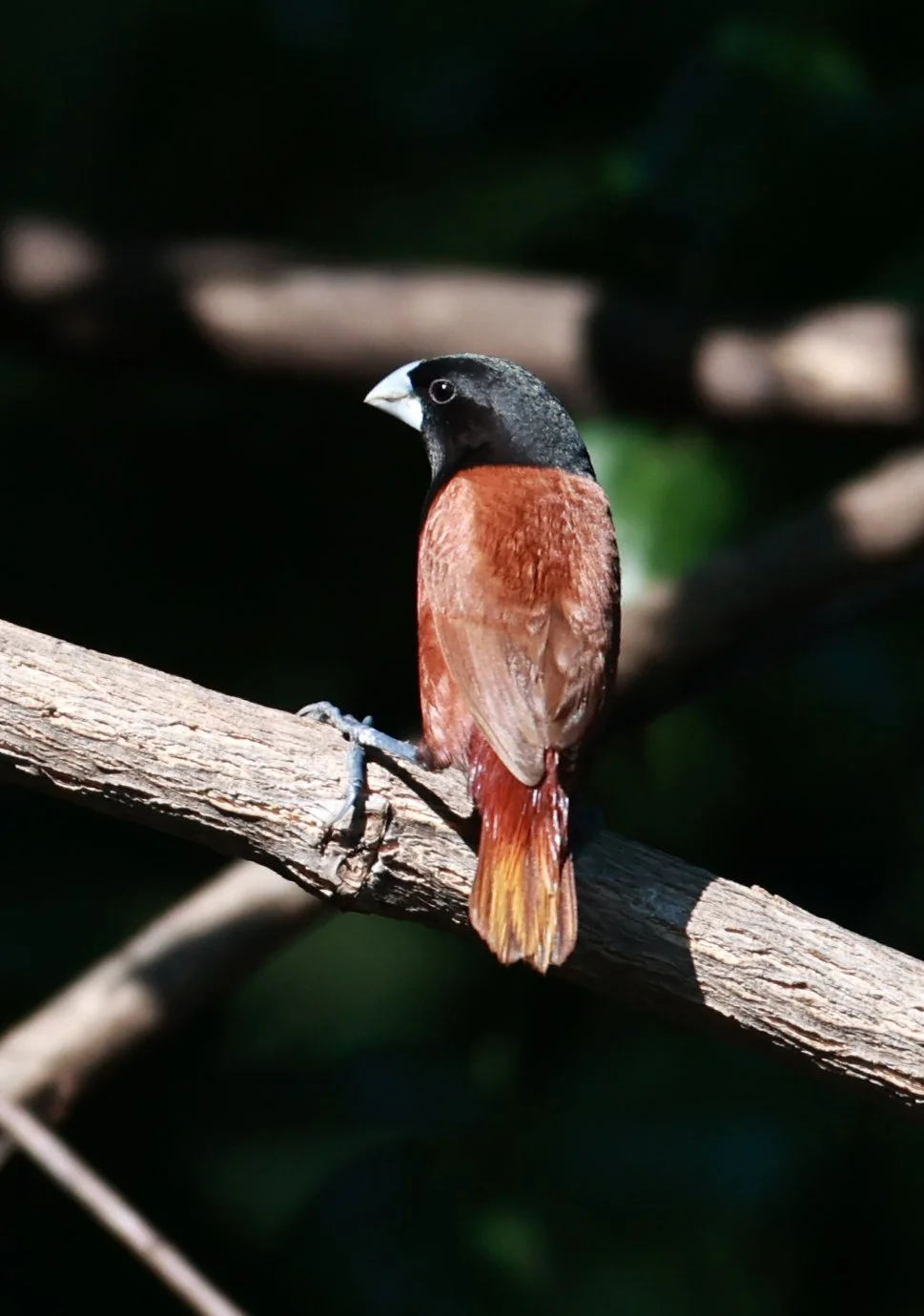Munia - Black-headed Munia - Lonchura malacca - Bang Pu Mangrove Forest Reserve, Samut Prakan March 30, 2024 (97).jpg
