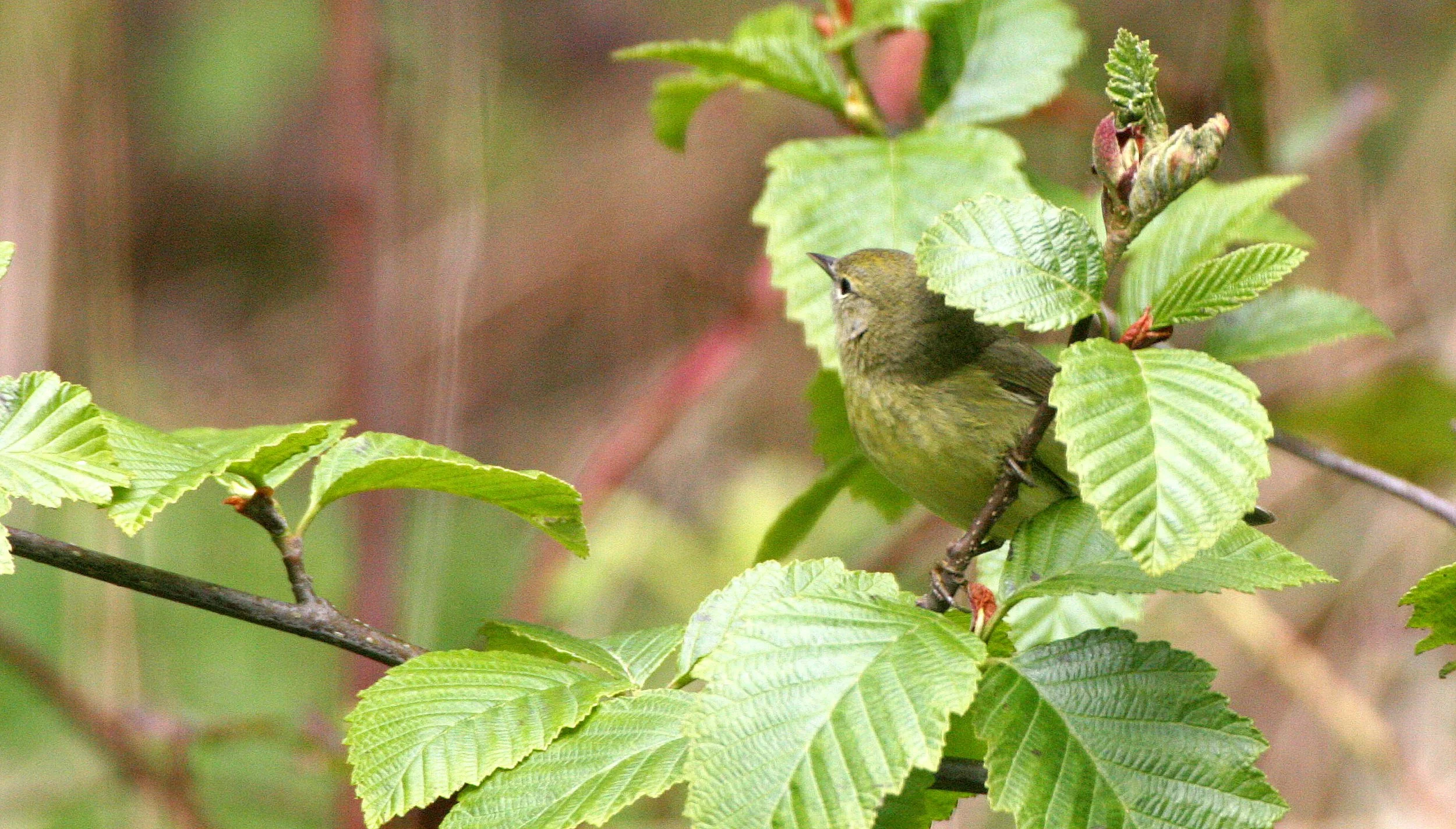 BIRD - WARBLER - ORANGE-CROWNED WARBLER - LAKE FARM WOODS (5).JPG