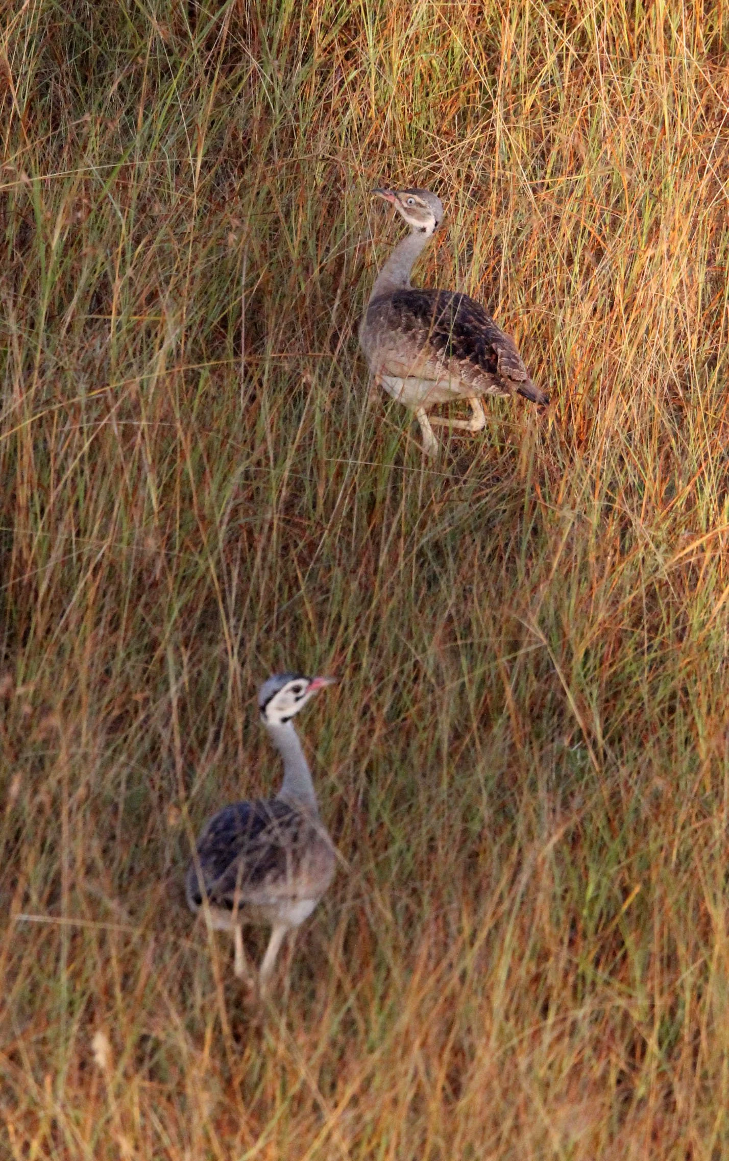 White-bellied bustard (Eupodotis senegalensis) Masai Mara NP, Kenya (3).JPG