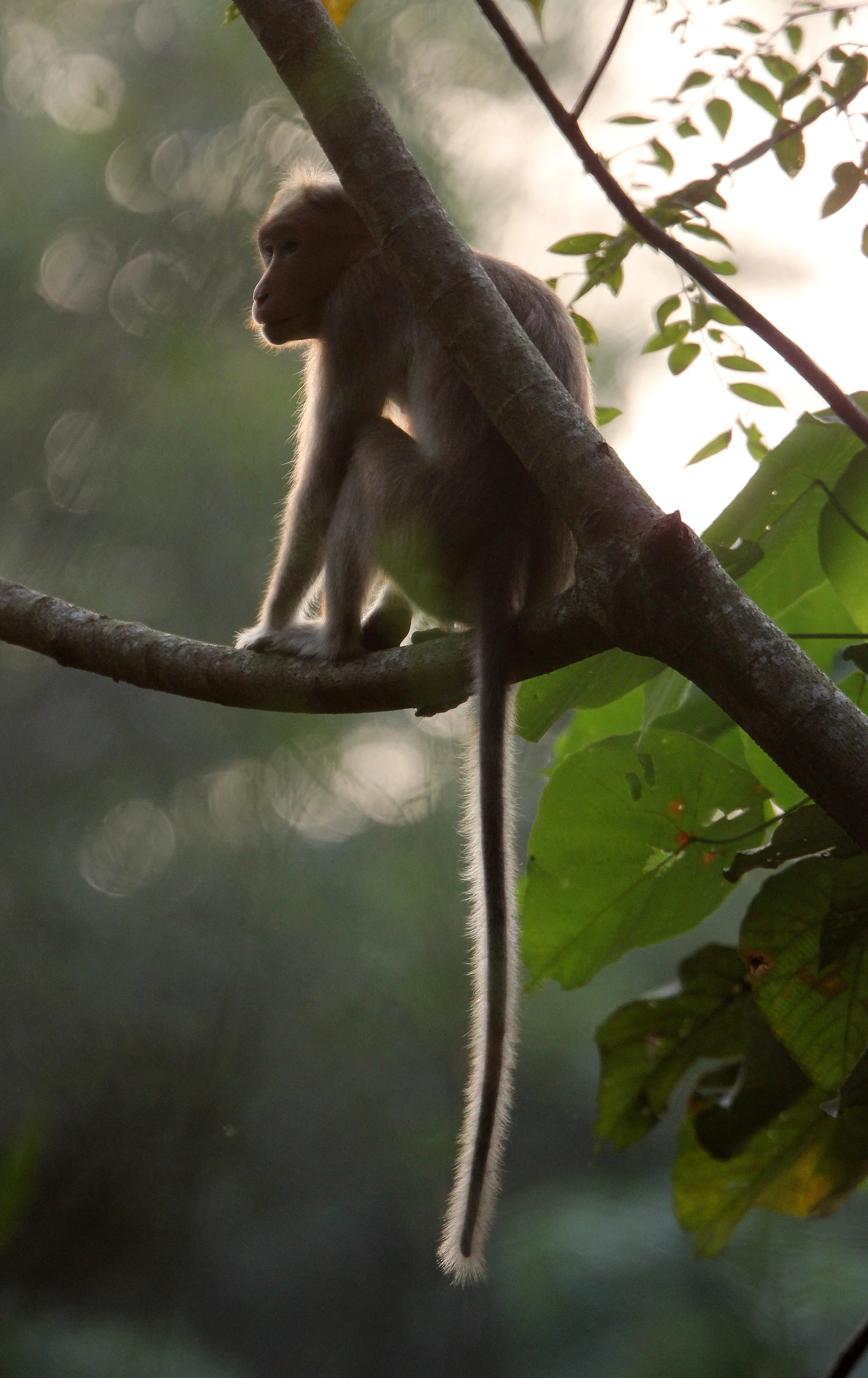 CERCOPITHECIDAE - Macaca radiata radiata - SOUTHERN BONNET MACAQUE - THATTEKAD NATURE RESERVE KERALA INDIA (35).JPG