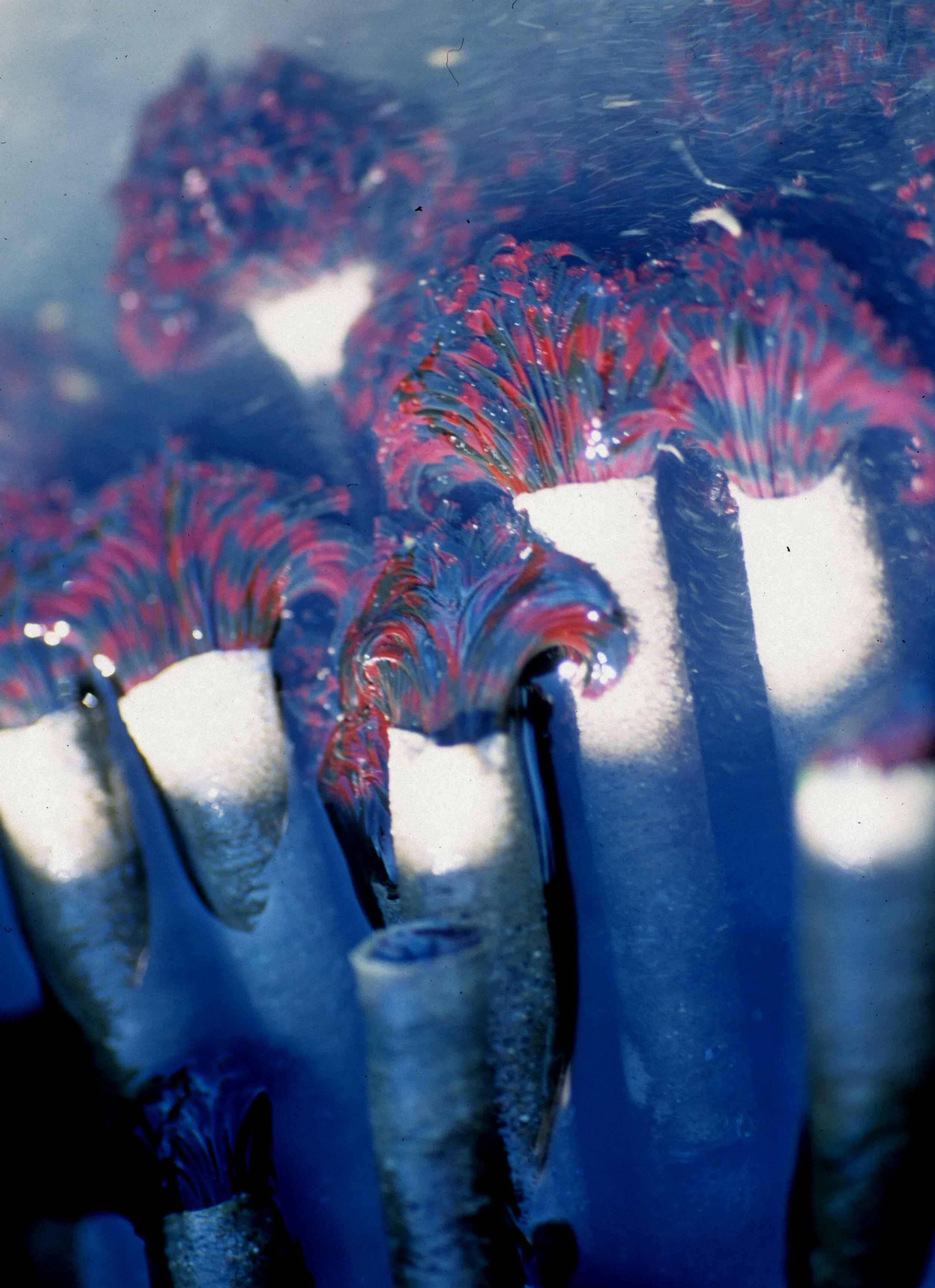 INVERTS - INTERTIDAL - ANNELIDA - FEATHER DUSTER WORMS (11).jpg