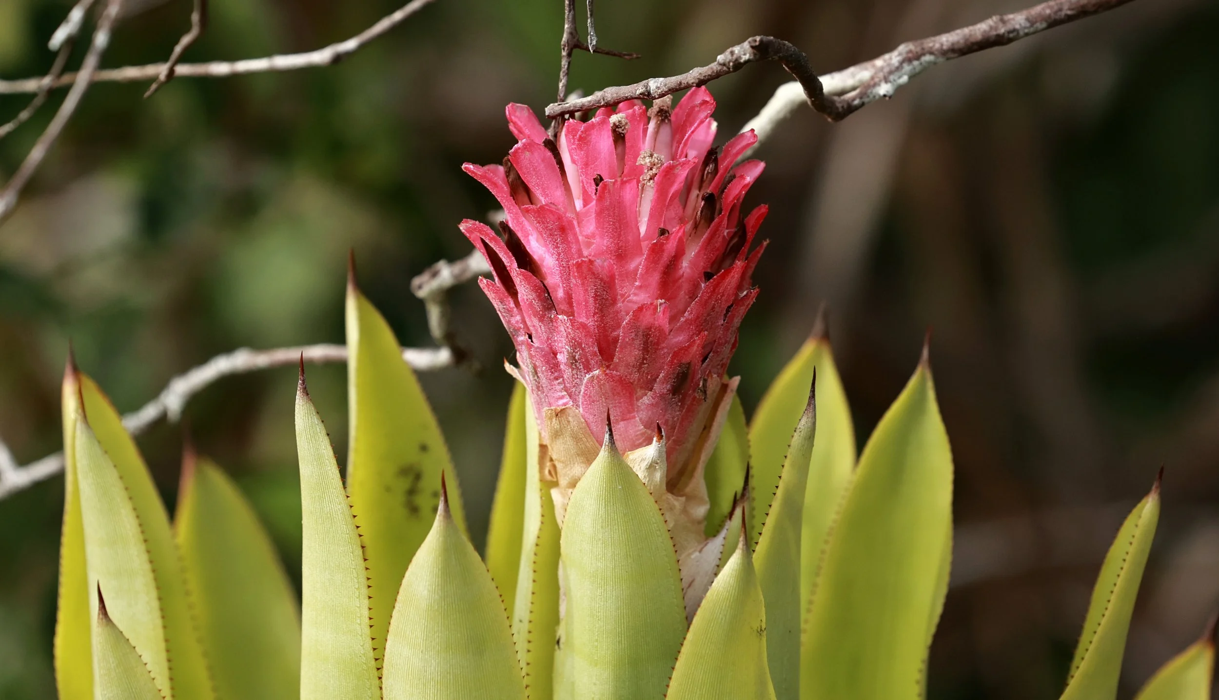 Quesnelia quesneliana Bromeliad - Superagüi National Park