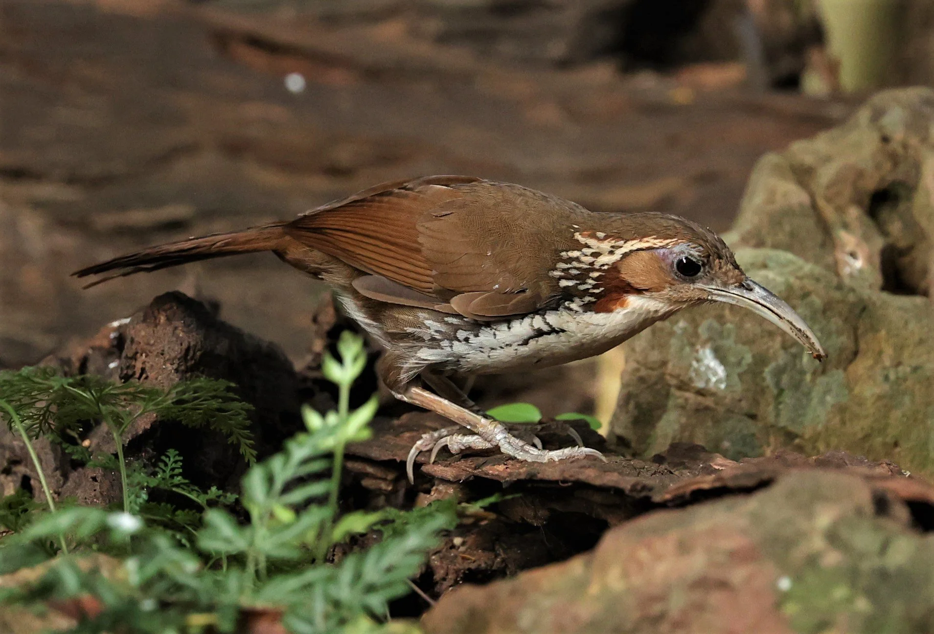 SCIMITAR BABBLER - Erythrogenys hypoleucos - LARGE SCIMITAR BABBLER - NUY HIDE NEAR KAENG KRACHAN FEB 2022 (40).jpg