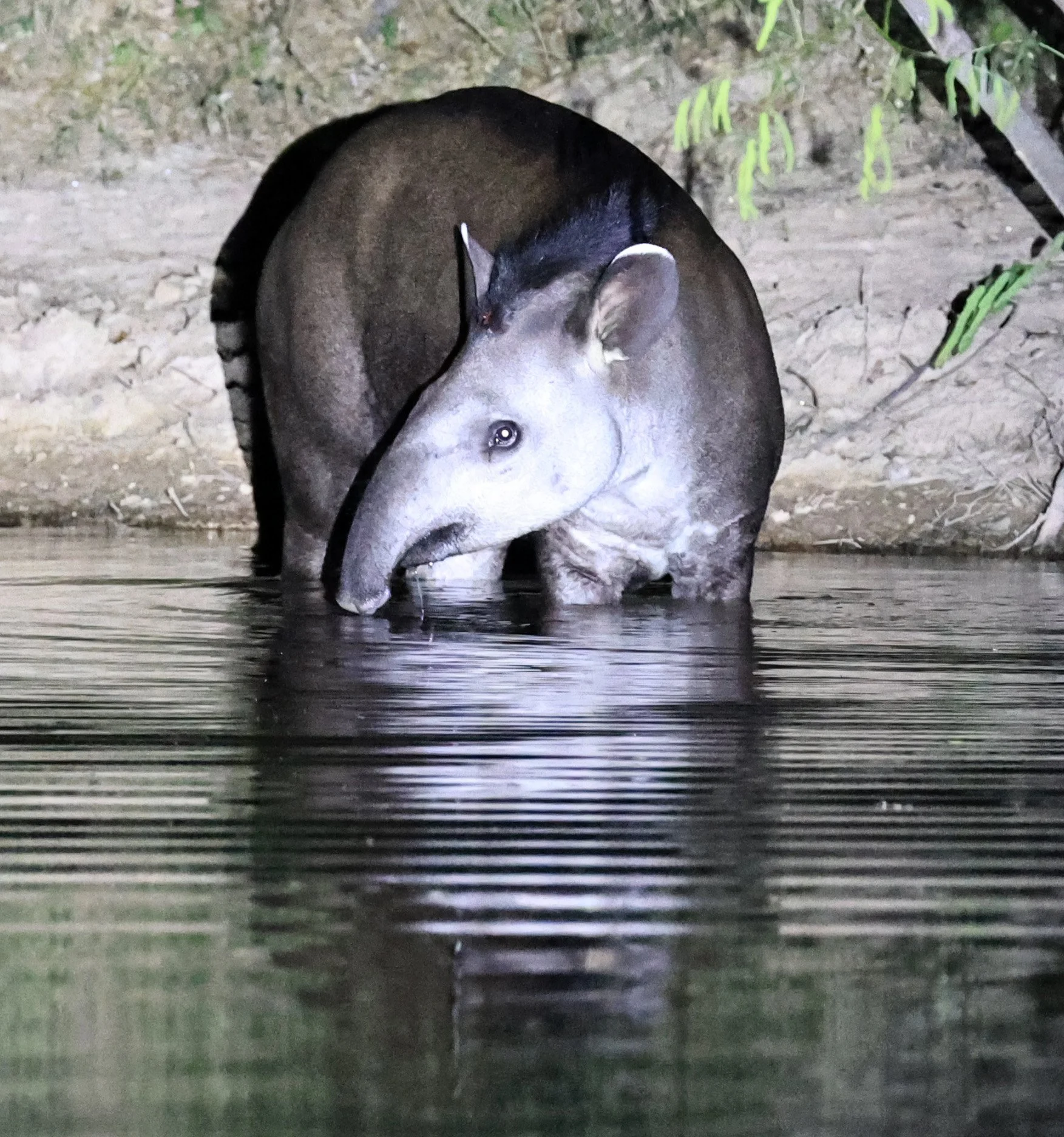 South American Tapir (Tapirus terrestris) Hotel Campestre Iparoma Paraguay  (13).jpg