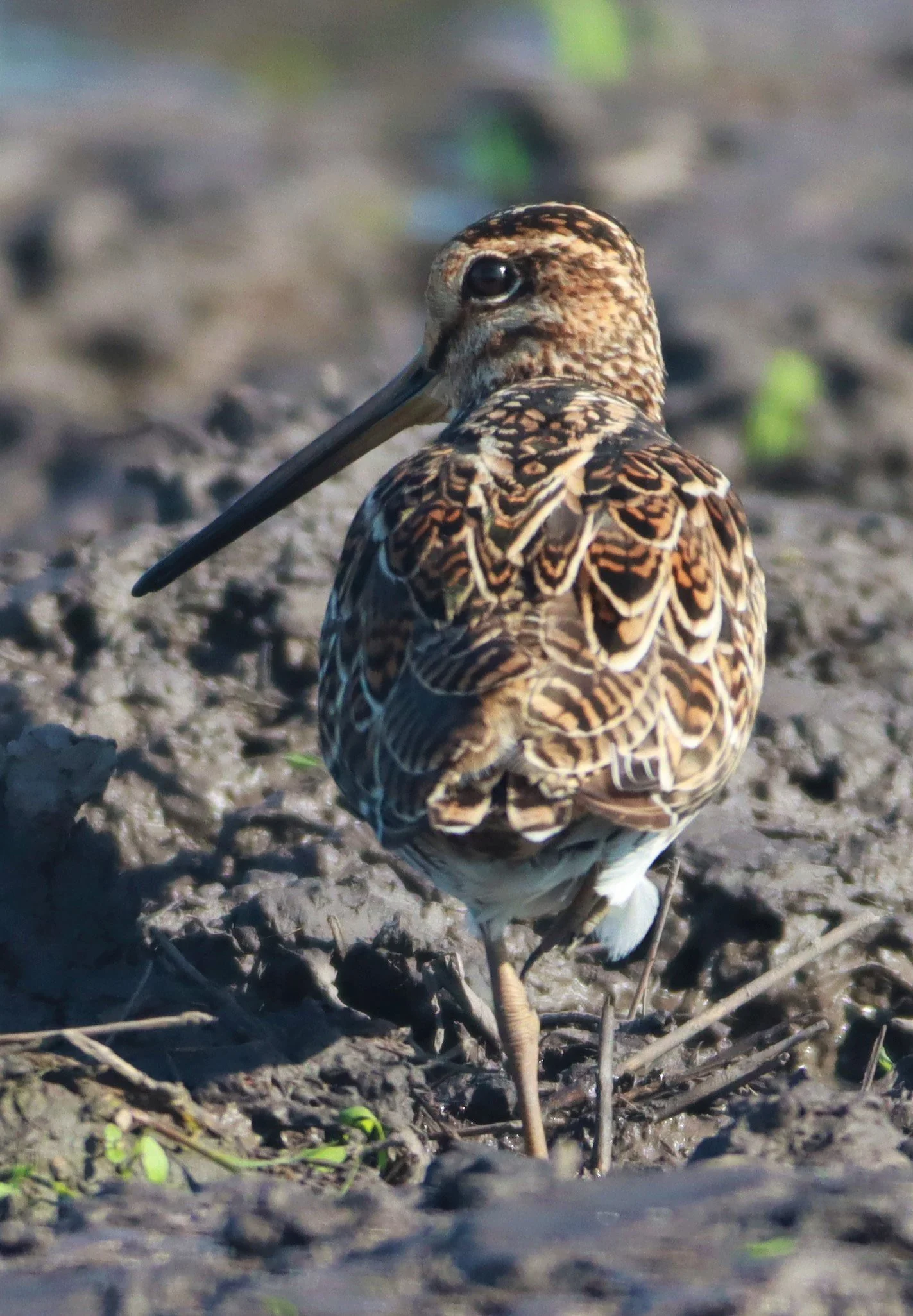 SNIPE - PINTAIL SNIPE - Gallinago stenura - PATHUM THANI RICE RESEARCH CENTER AUGUST 24 2021 (24).jpg