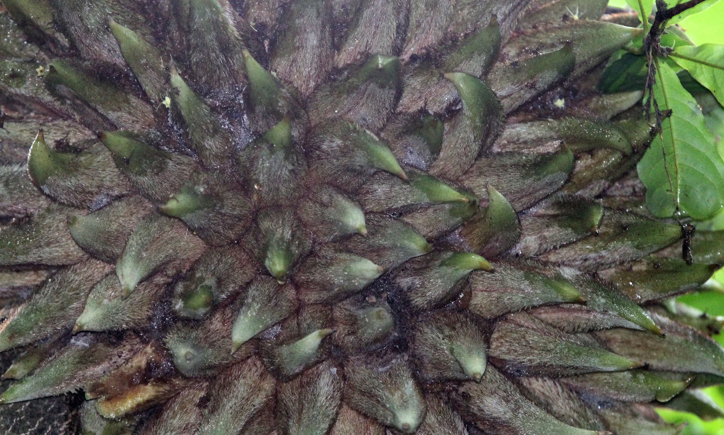 TANGKOKO NATIONAL PARK SULAWESI INDONESIA (70).JPG