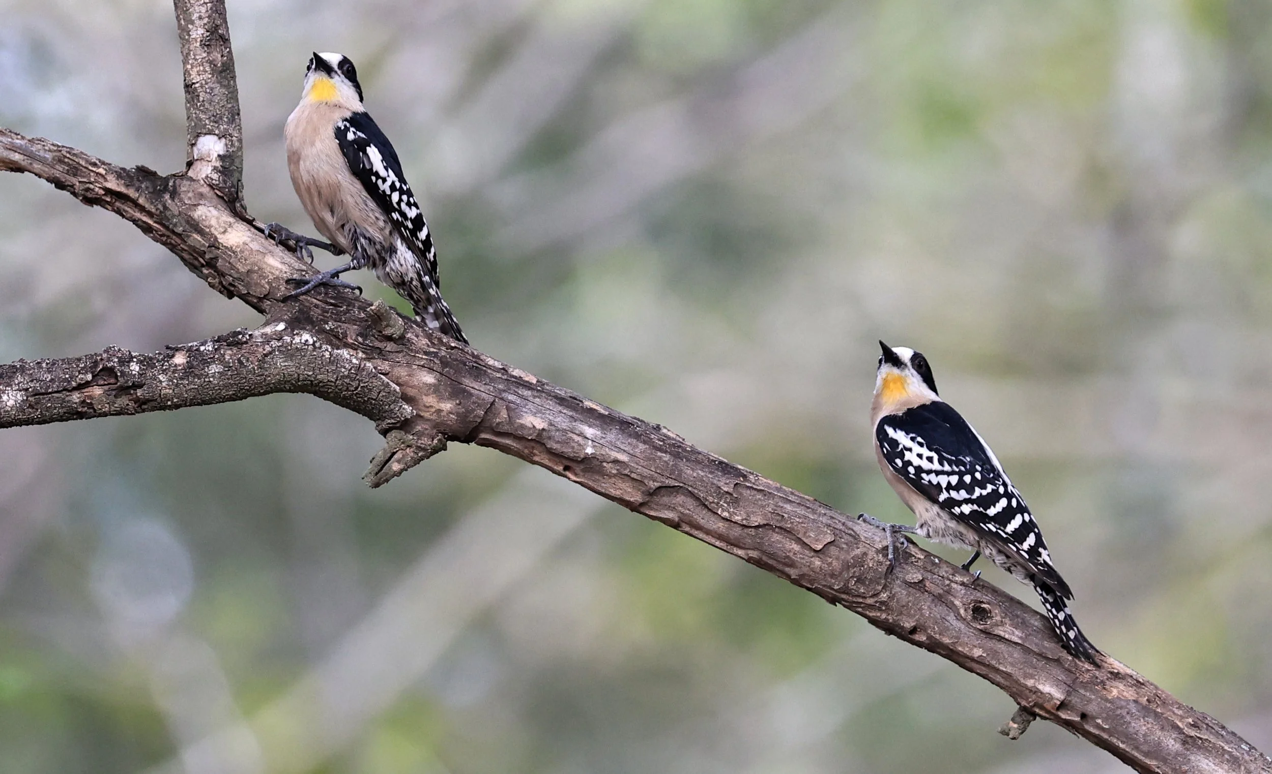 White-fronted Woodpecker (Melanerpes cactorum) Hotel Campestre Iparoma Paraguay (34).jpg