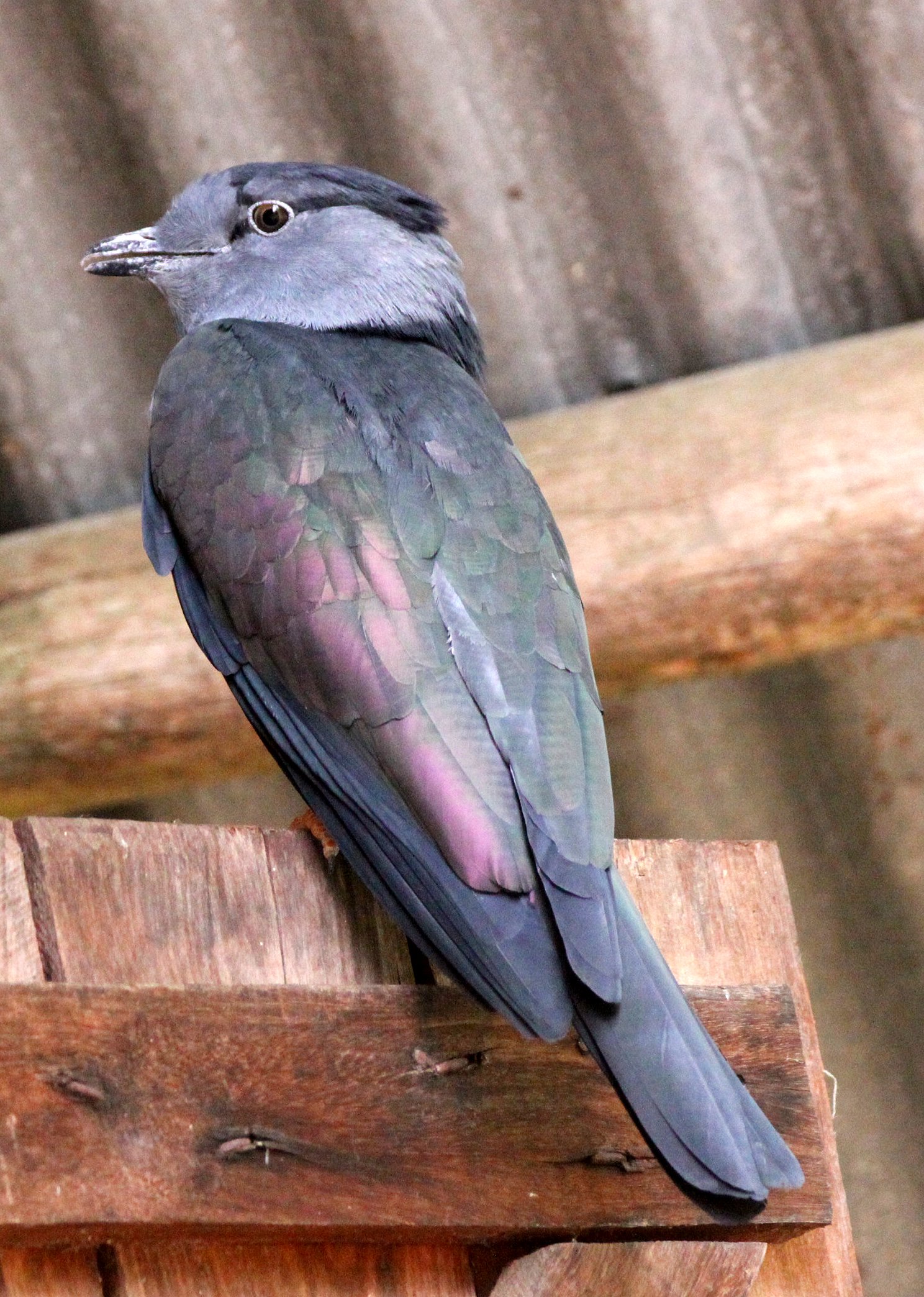 Cuckoo-roller or Courol (Leptosomus discolor) Andisabe NP Madagascar