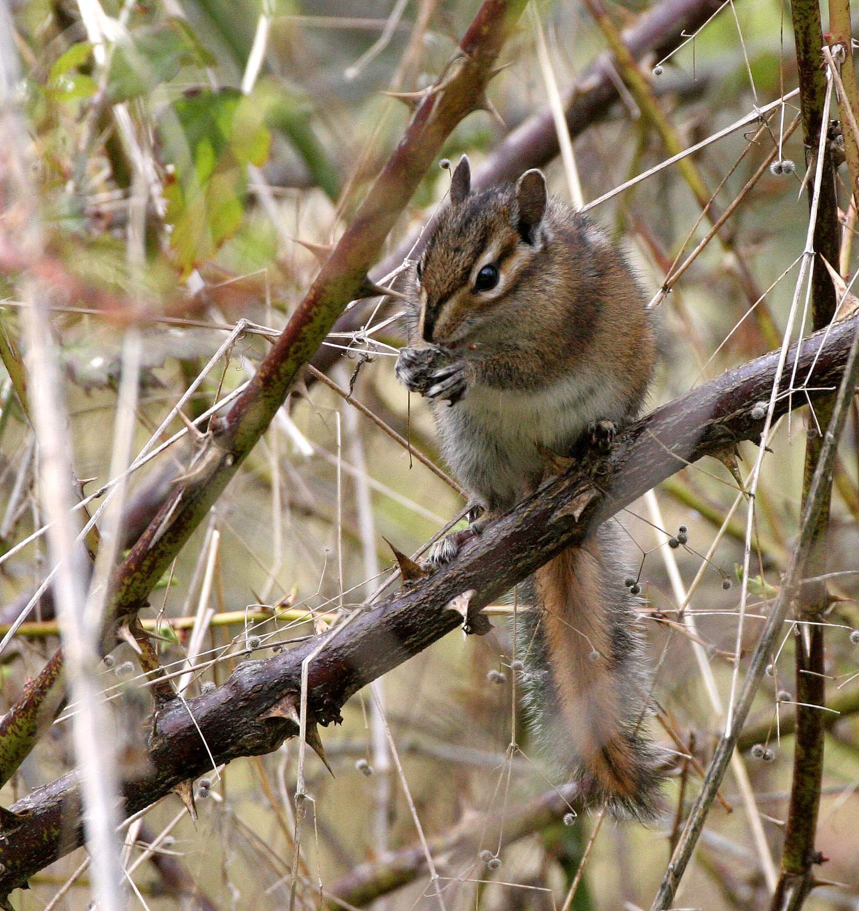 RODENTIA - CHIPMUNK - TOWNSEND'S CHIPMUNK - LAKE FARM WA (11).JPG