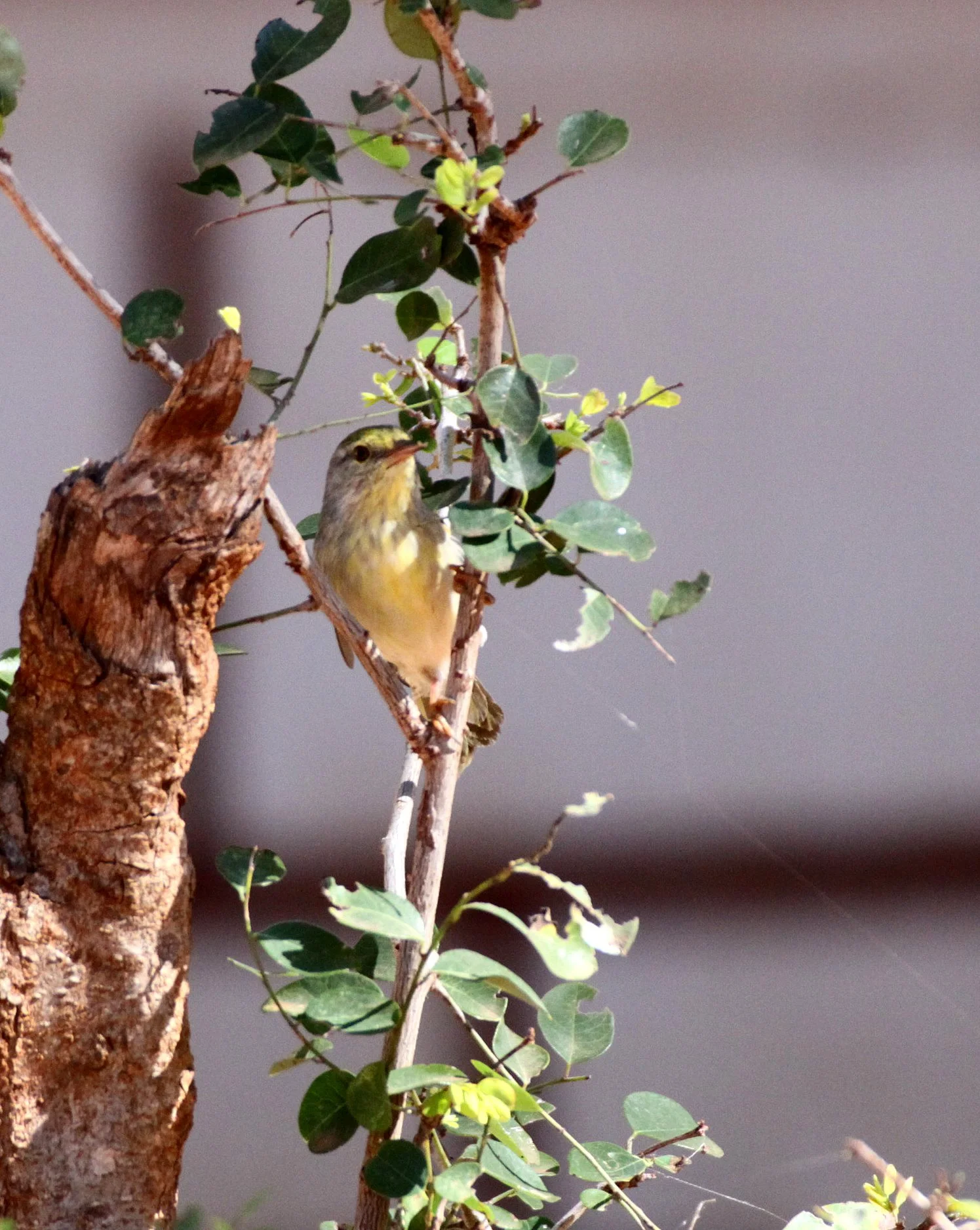 Family Bernieridae - Stripe-throated Jery - Neomixis striatigula - Berenty Reserve, Madagascar