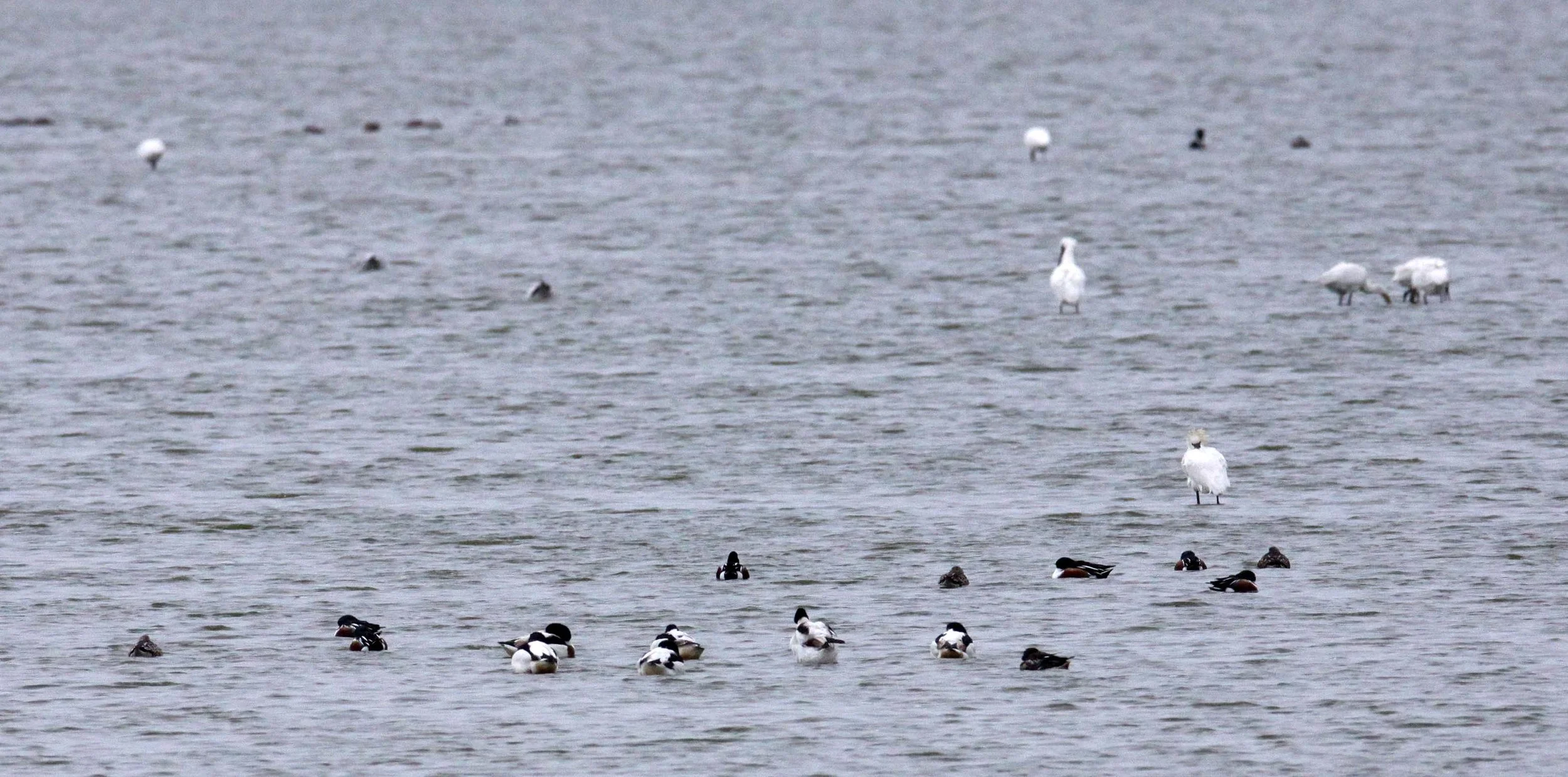 SHELDUCK - COMMON SHELDUCK - Tadorna tadorna - YANCHENG CHINA (3).JPG