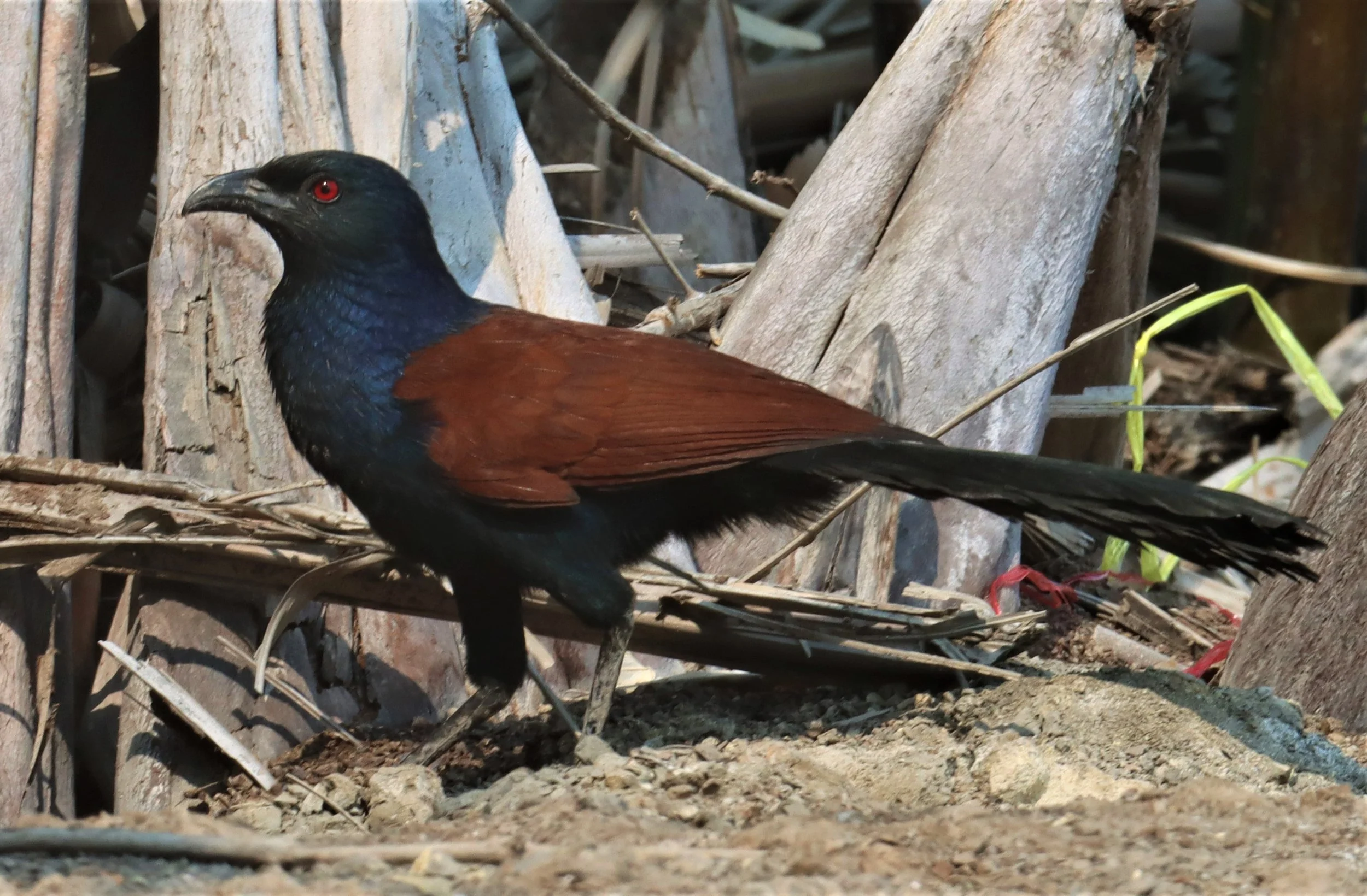 Genus Centropus Coucals — Coke Smith Wildlife