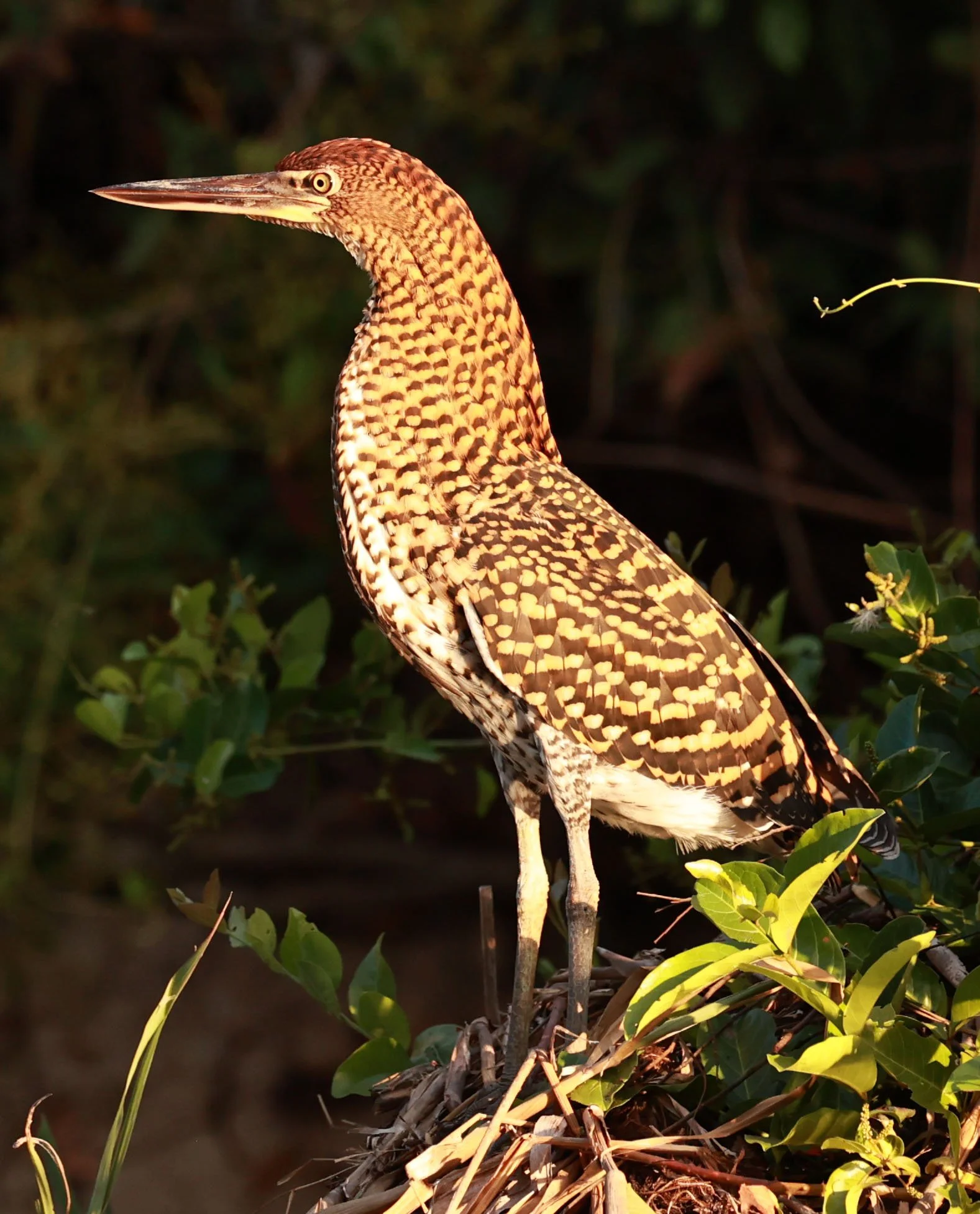 Heron - Rufescent Tiger-Heron - Tigrisoma lineatum - Pantanal, Encontro das Águas State Park, Porto Jofre, Cuiaba River, Brazil (21).jpg