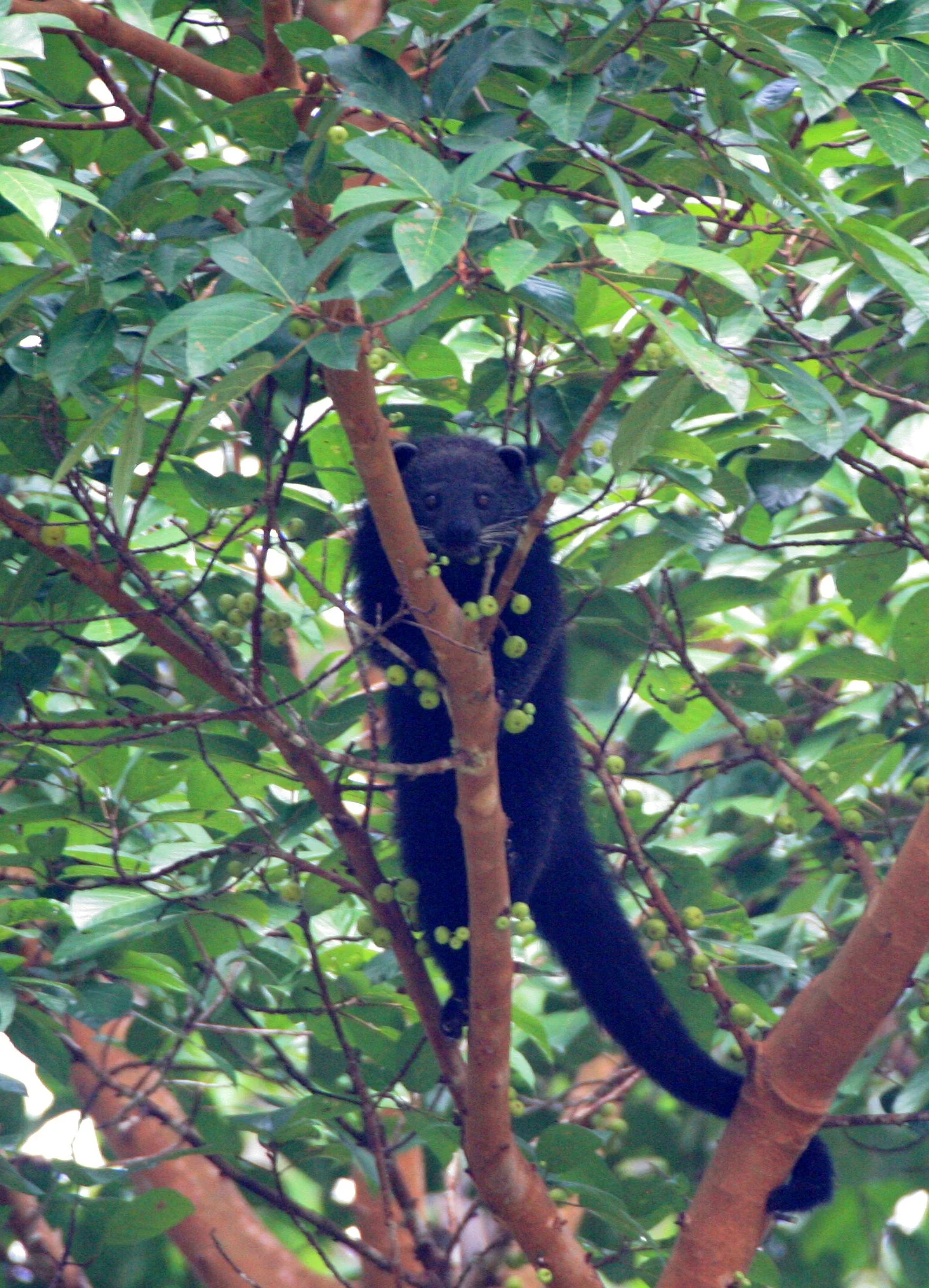 Arctictis binturong pageli -  BORNEAN BINTURONG (BEARCAT) - TABIN WILDLIFE RESERVE BORNEO (42).JPG
