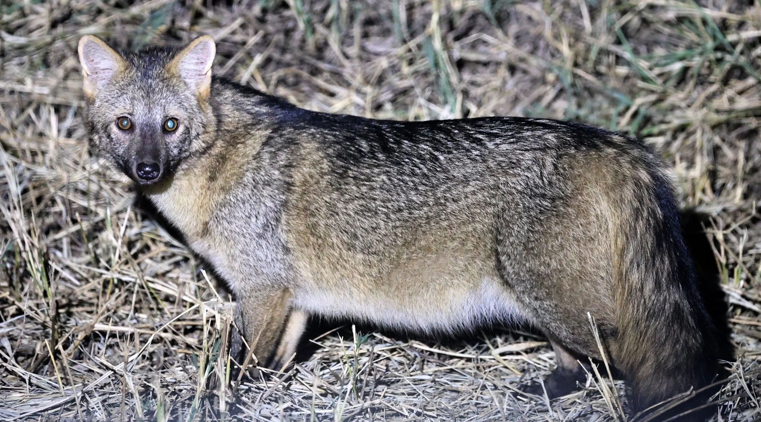 Crab-eating Fox (Cerdocyon thous) Estancia Campo'í Paraguay  (19).jpg