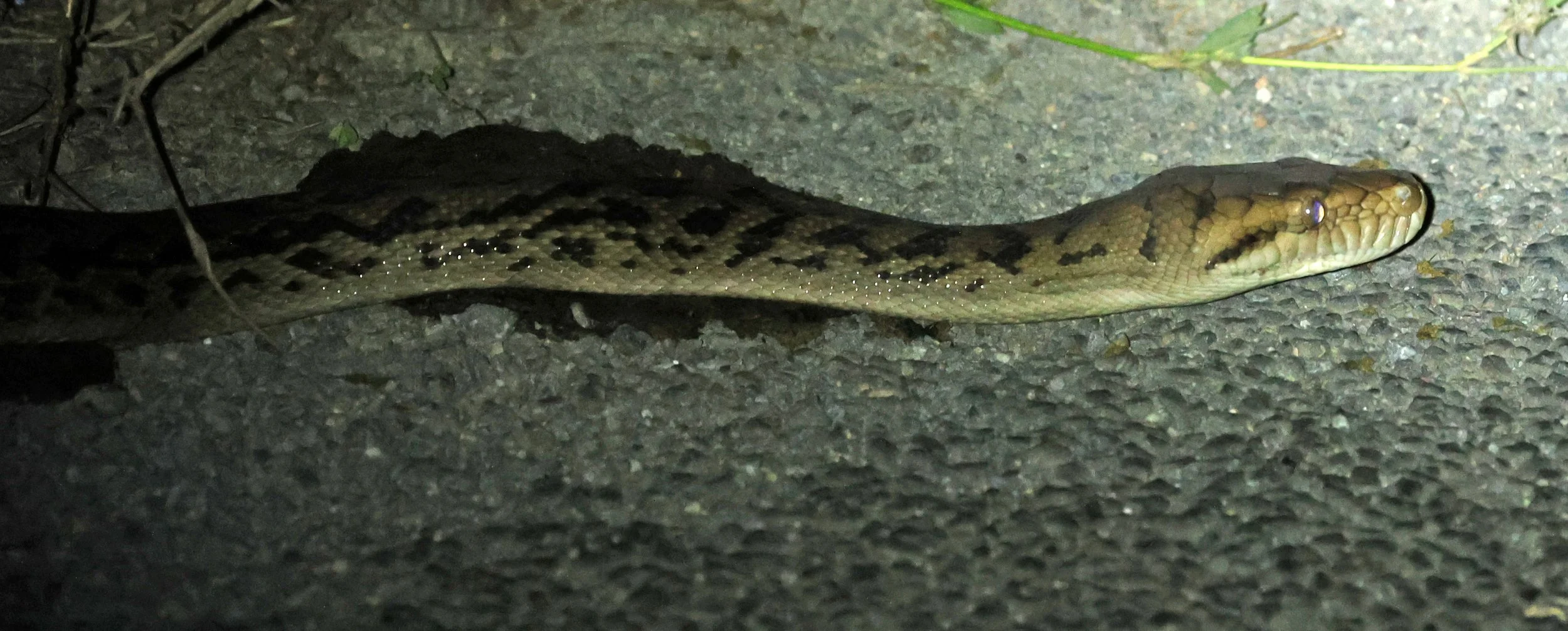 Amethystine or Australian Scrub Python (Simalia kinghorni) Road to Lions Den Restaurant - Queensland (2).jpg