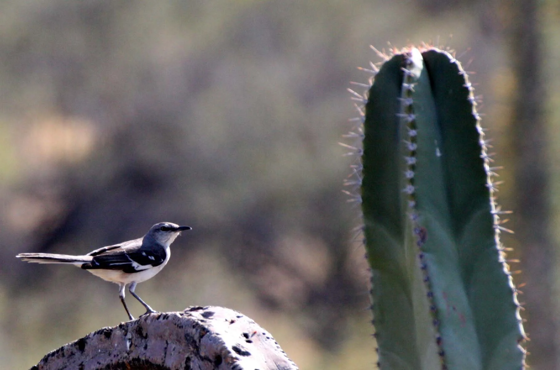 Northern Mockingbird (Mimus polyglottos) Catavina Desert Baja Mexico (11).JPG