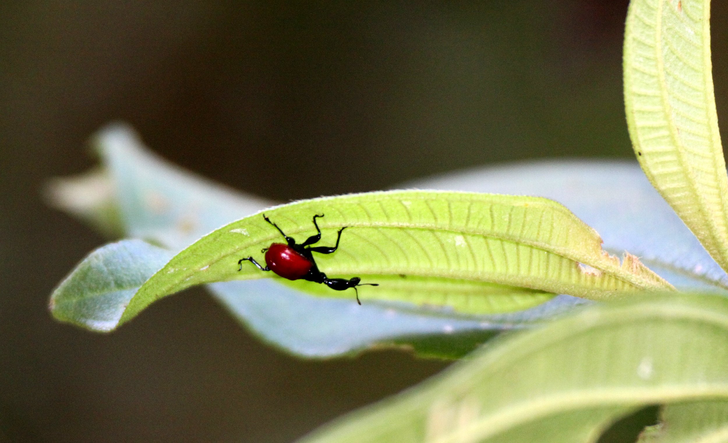 Trachelophorus giraffa - Giraffe Weevil - Attelabidae - Ranomafana Reserve, Madagascar (5).JPG