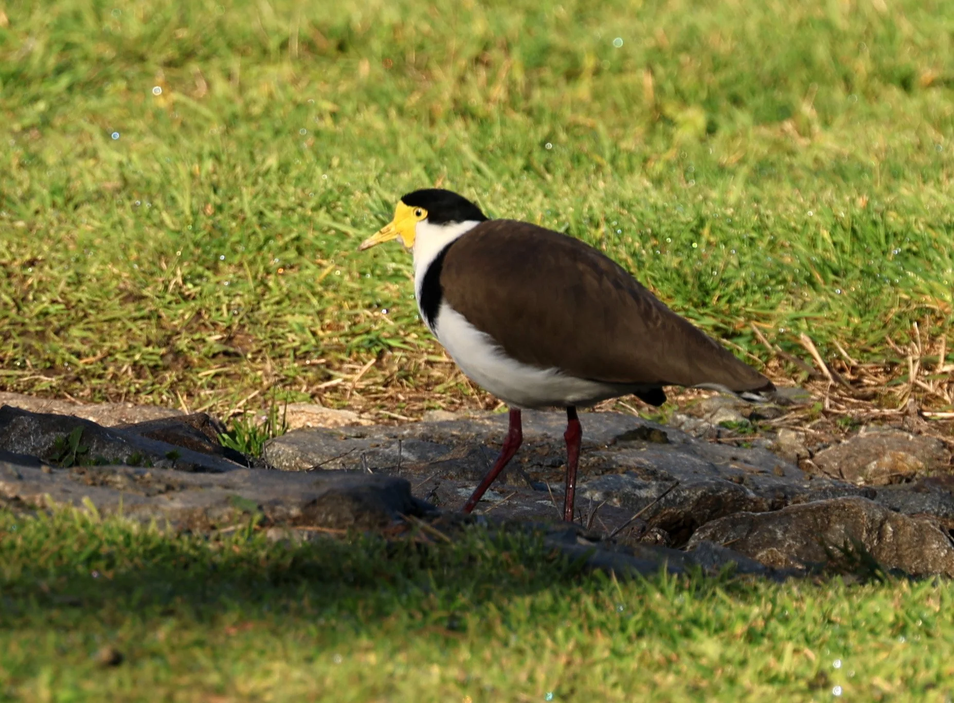 Masked Lapwing (Vanellus miles) Bruny Island - Tasmania (3).jpg