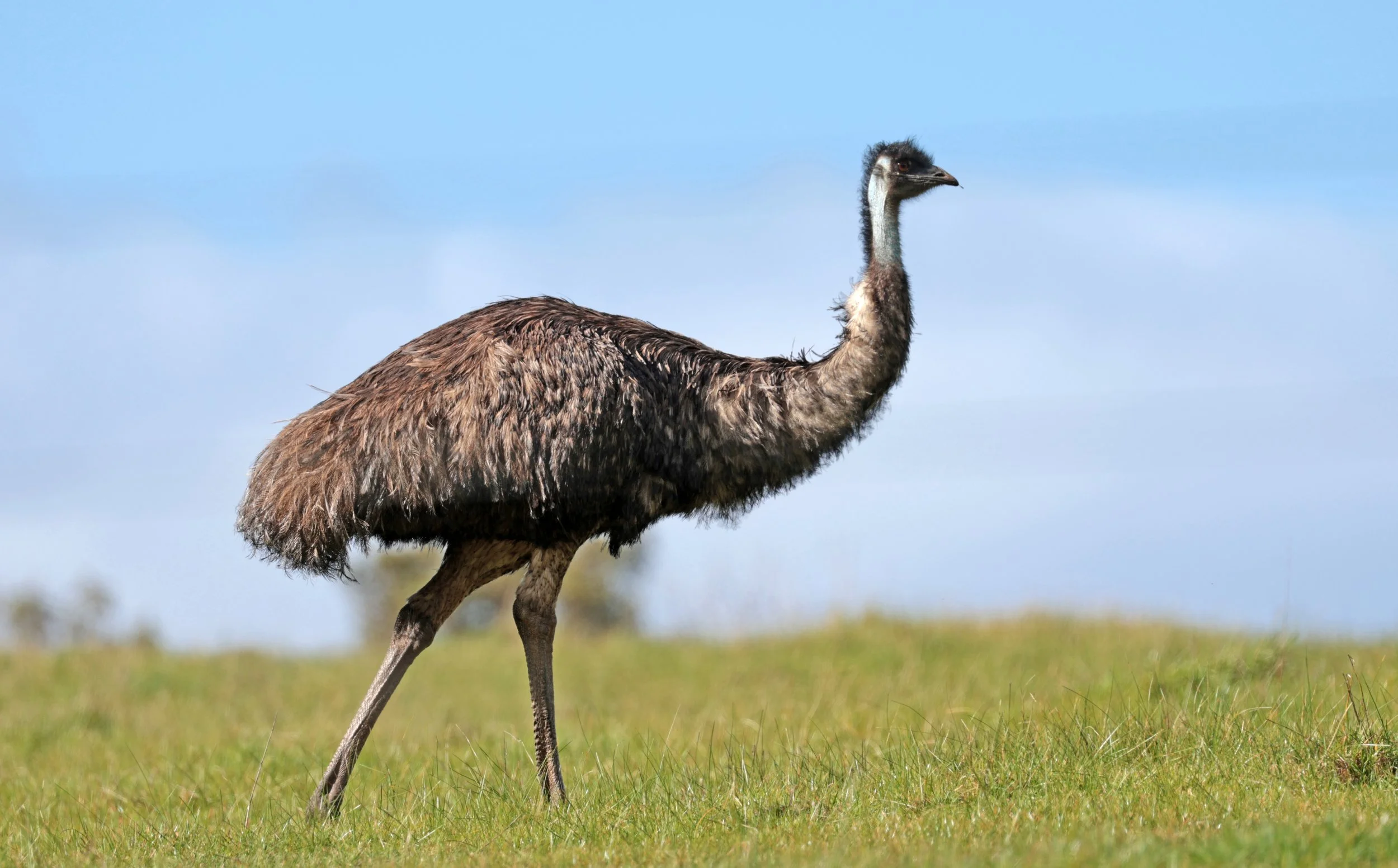 Emu (Dromaius novaehollandiae) Mt Frankland NP - Western Australia (46).jpg