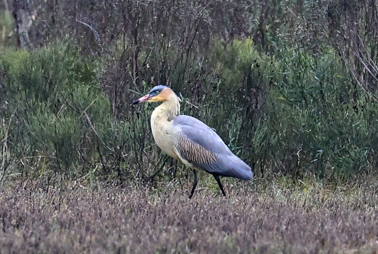 Whistling Heron (Syrigma sibilatrix) El Palmar National Park, Entre Rios, Argentina (6).jpg