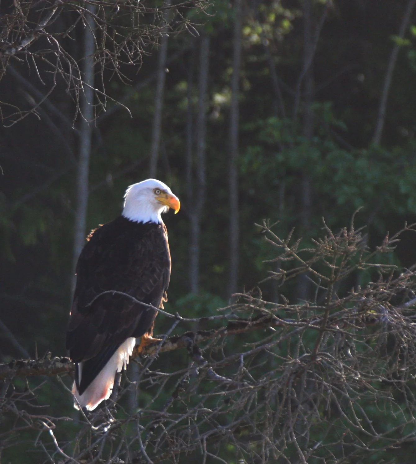 BIRD - EAGLE - BALD EAGLE - LAKE FARM BLUFFS (54).JPG