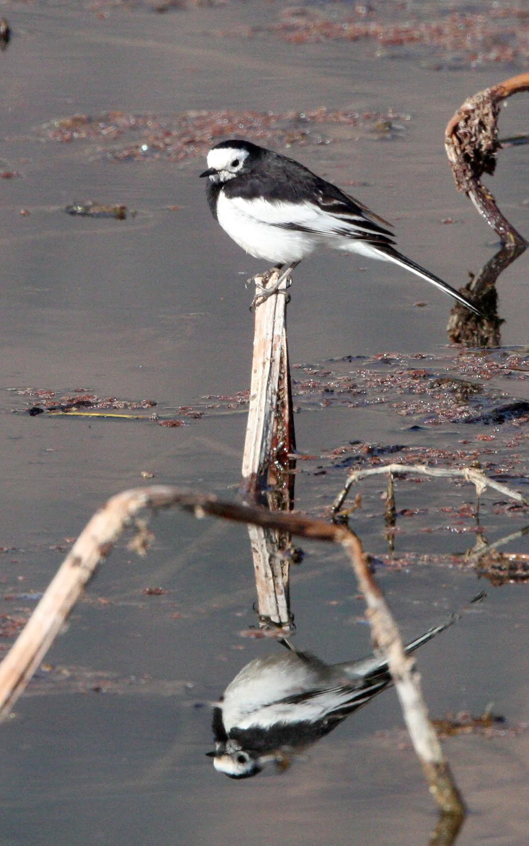 WHITE WAGTAIL - WETLANDS NEAR ERHAI LAKE DALI YUNNAN CHINA (3).JPG