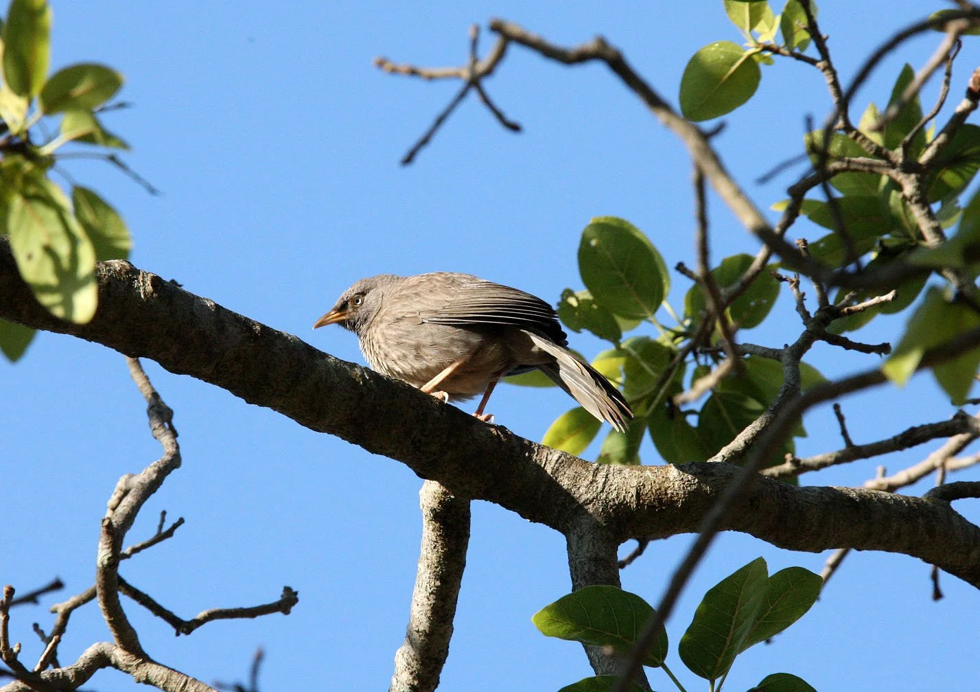 BIRD - BABBLER - JUNGLE BABBLER - TURDOIDES STRIATUS - KANHA NATIONAL PARK MADHYA PRADESH INDIA (1).JPG