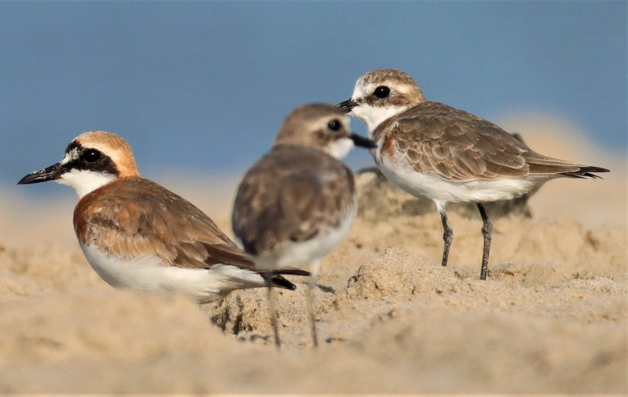 PLOVER - GREATER SAND-PLOVER -Charadrius leschenaultii - PAK THALE PETBURI (28).jpg