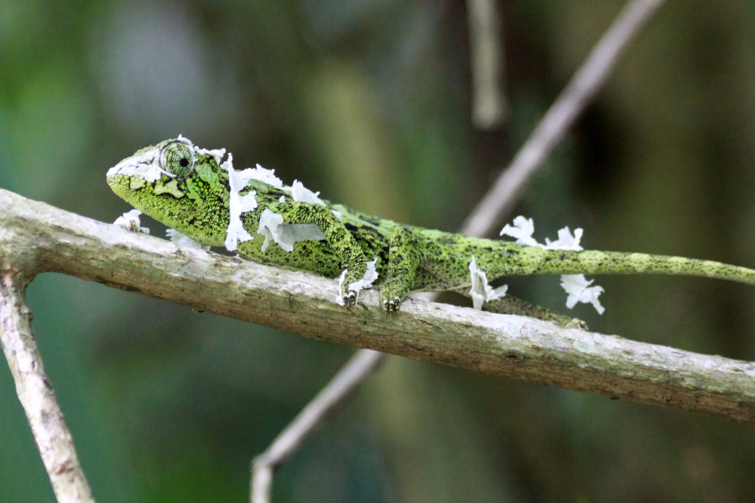 Trioceros johnstoni - RWENZORI THREE-HORNED CHAMELEON -  RWENZORI NATIONAL PARK UGANDA (19).JPG