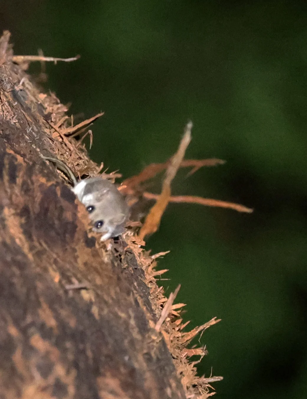 Narrow-toed Feather-tailed Glider (Acrobates pygmaeus) Mount Hypipamee Crater NP - Nearby - Queensland